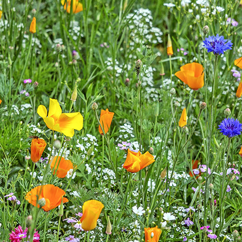 A vibrant wildflower patch creating a natural habitat that supports pollinators and beneficial insects for organic pest control.