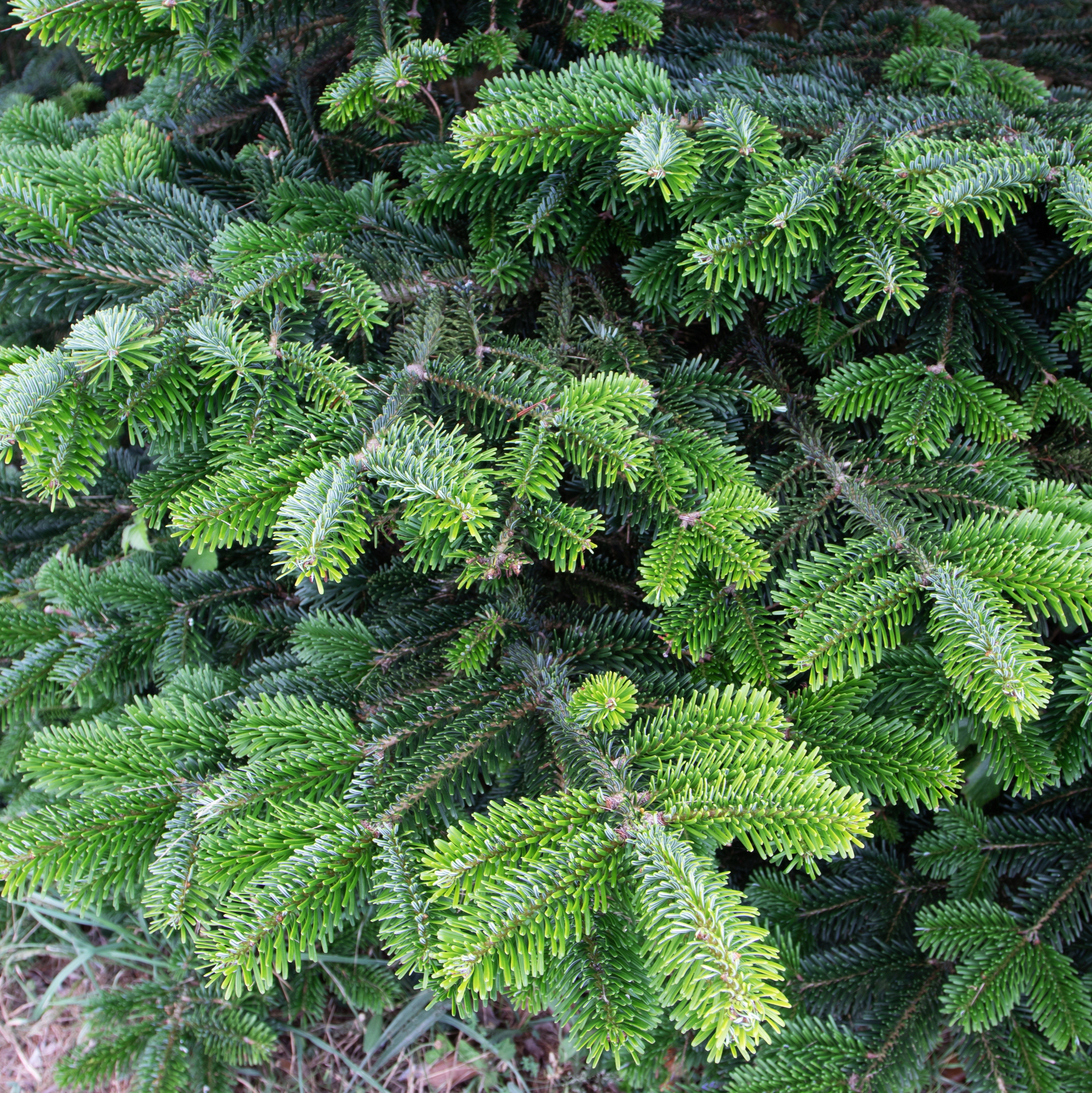 Fraser Fir