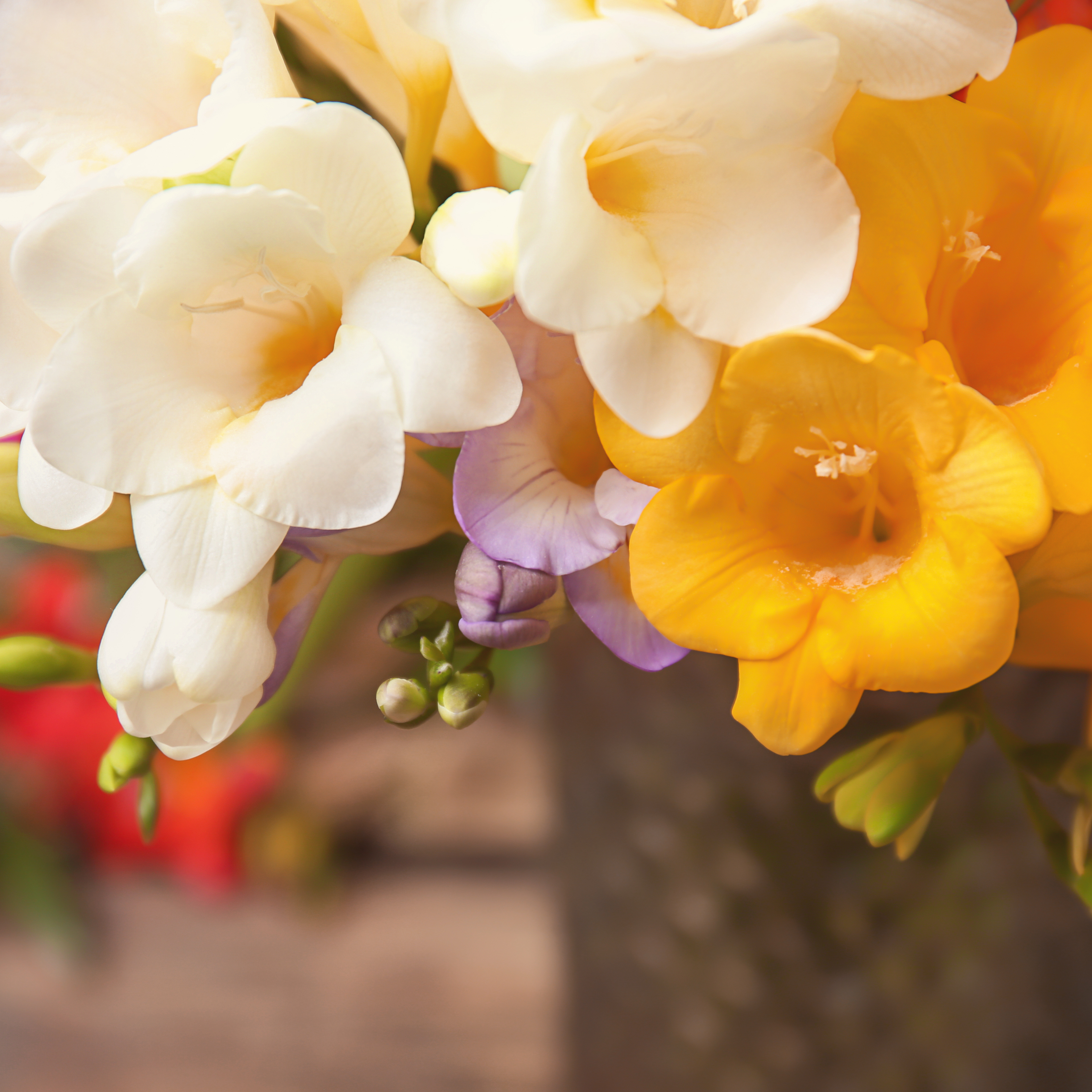 Freesia - outstanding fragrance