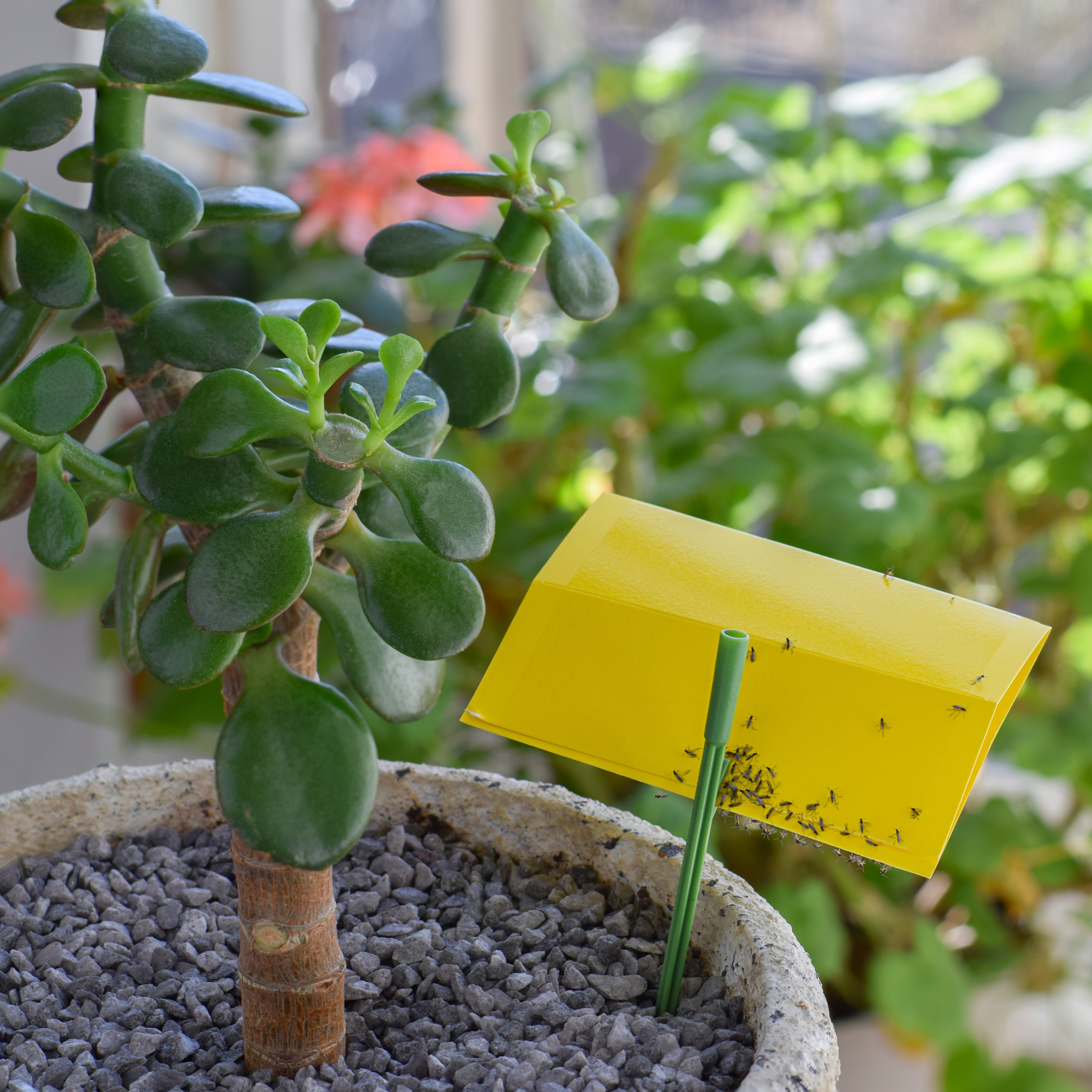Fungus gnats caught on a yellow sticky trap beside a houseplant