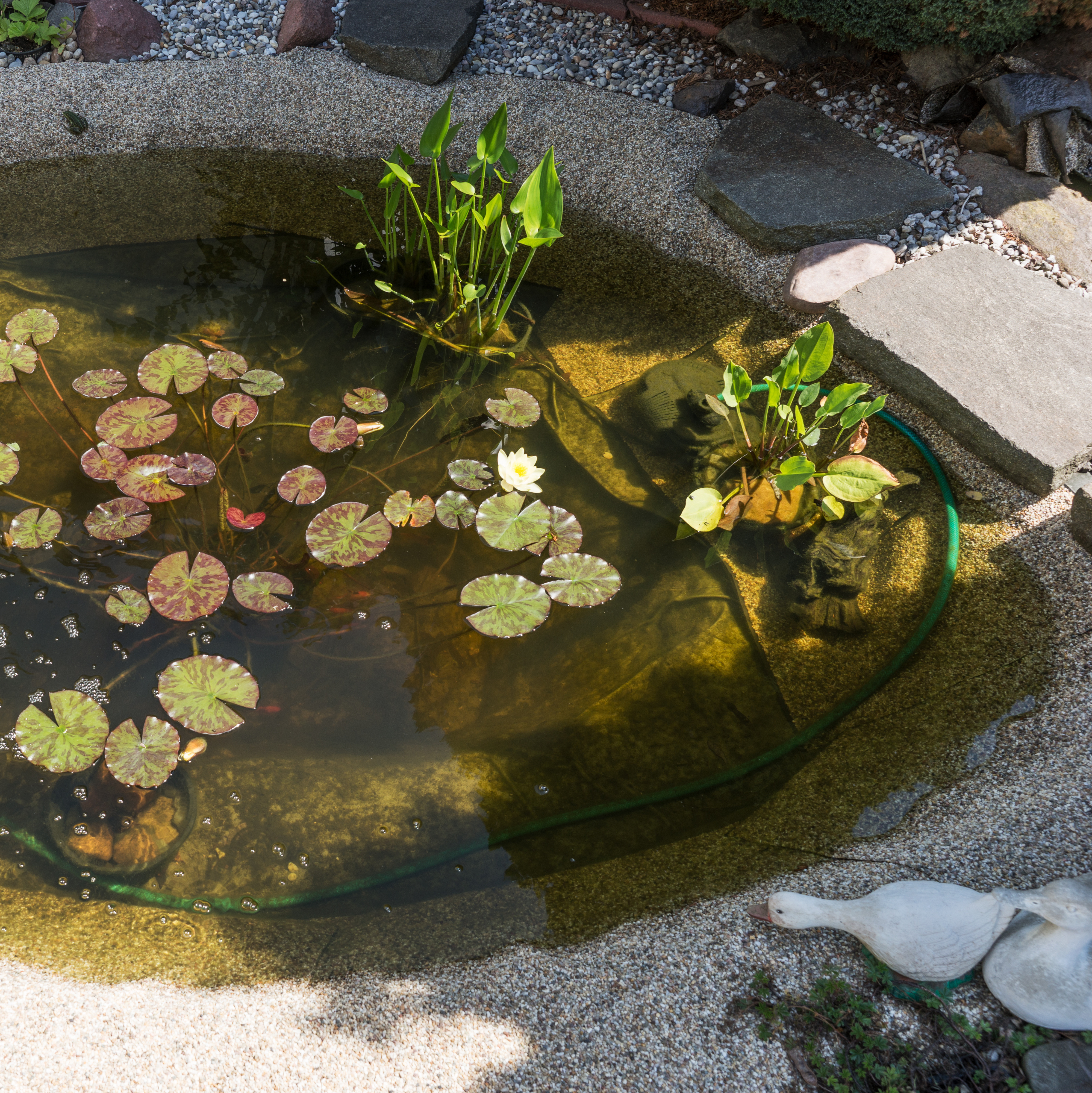 Wildlife pond with shallow sloping edges, aquatic plants and water lilies in a garden.