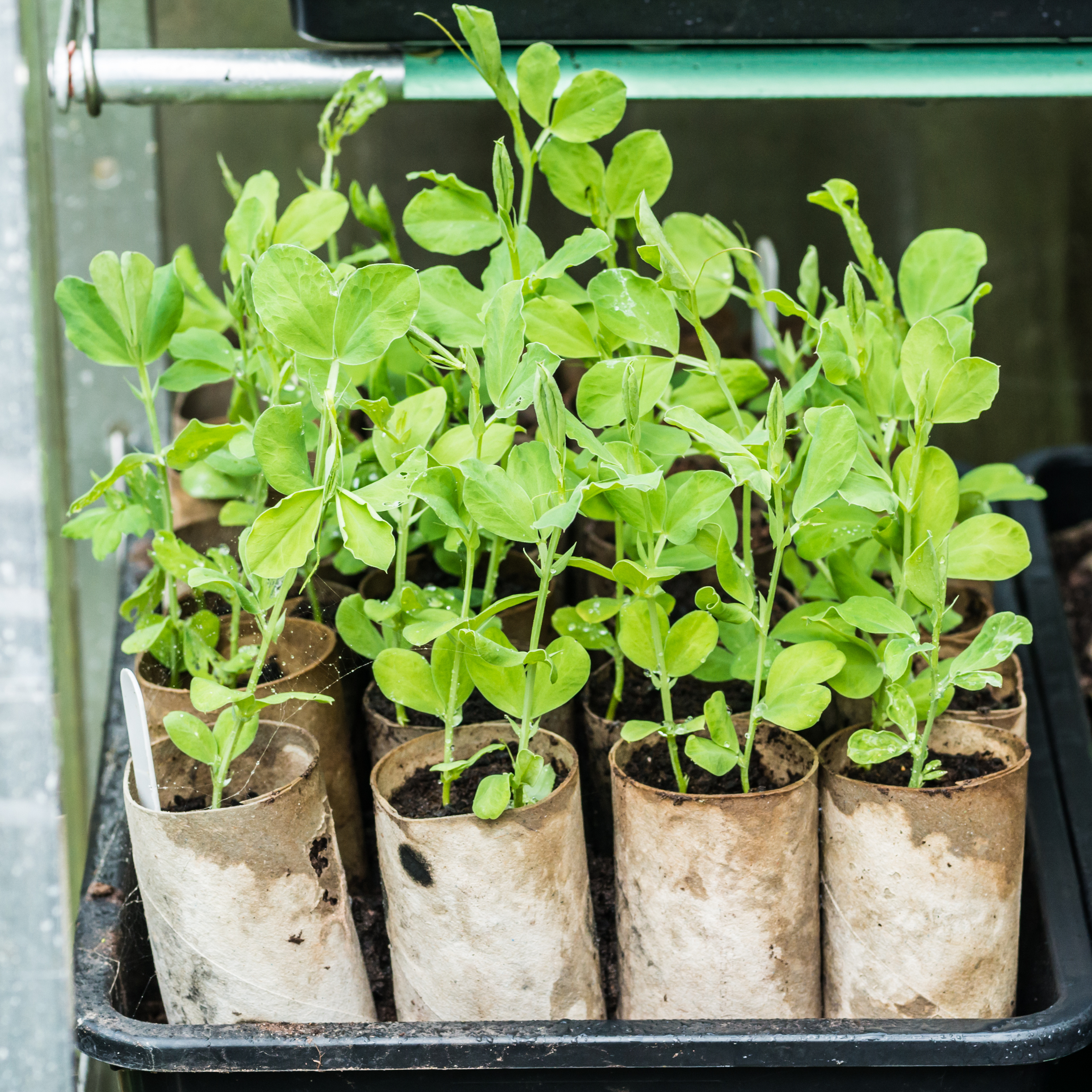 Young sweet pea plants growing in biodegradable pots