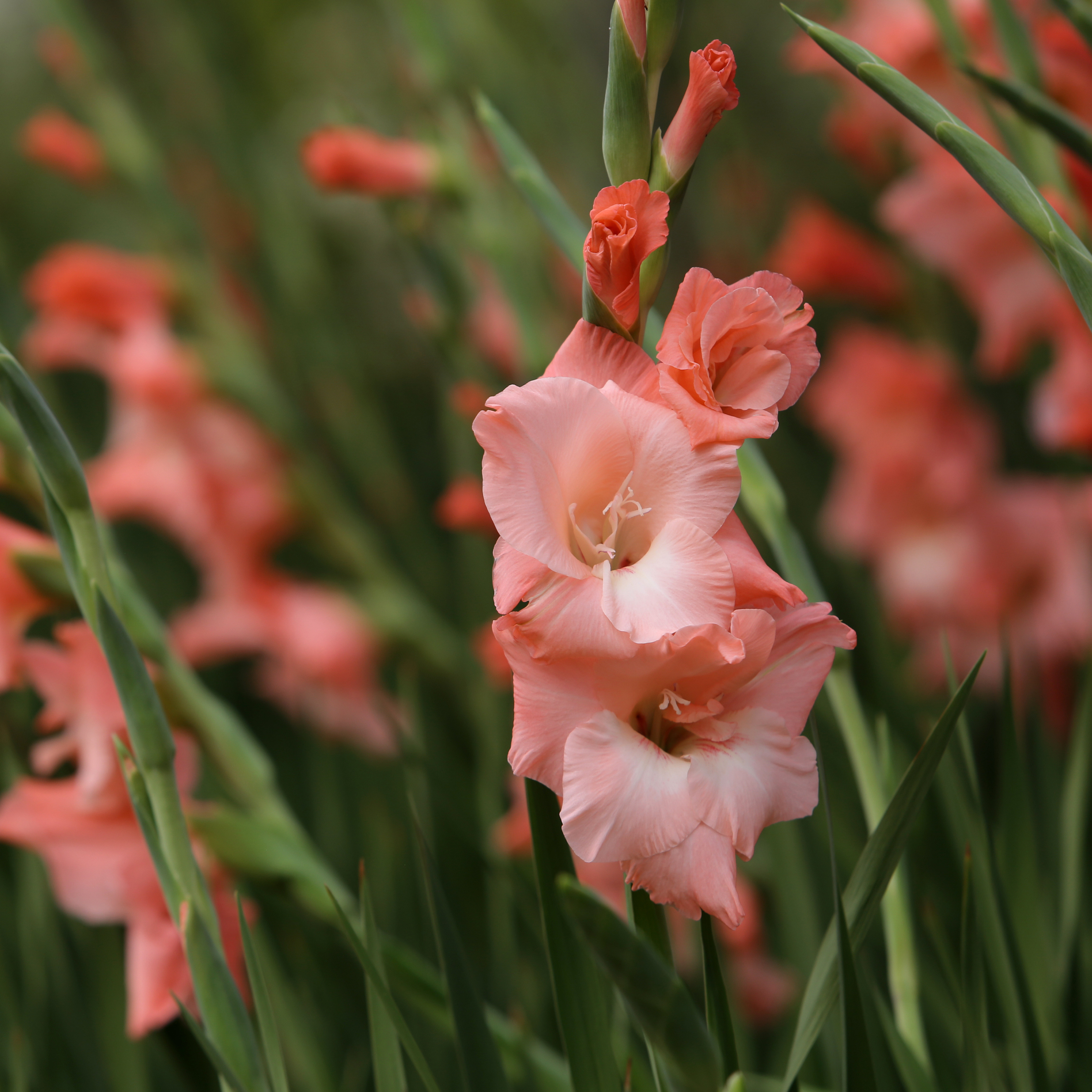 Gladioli for height and colour in borders