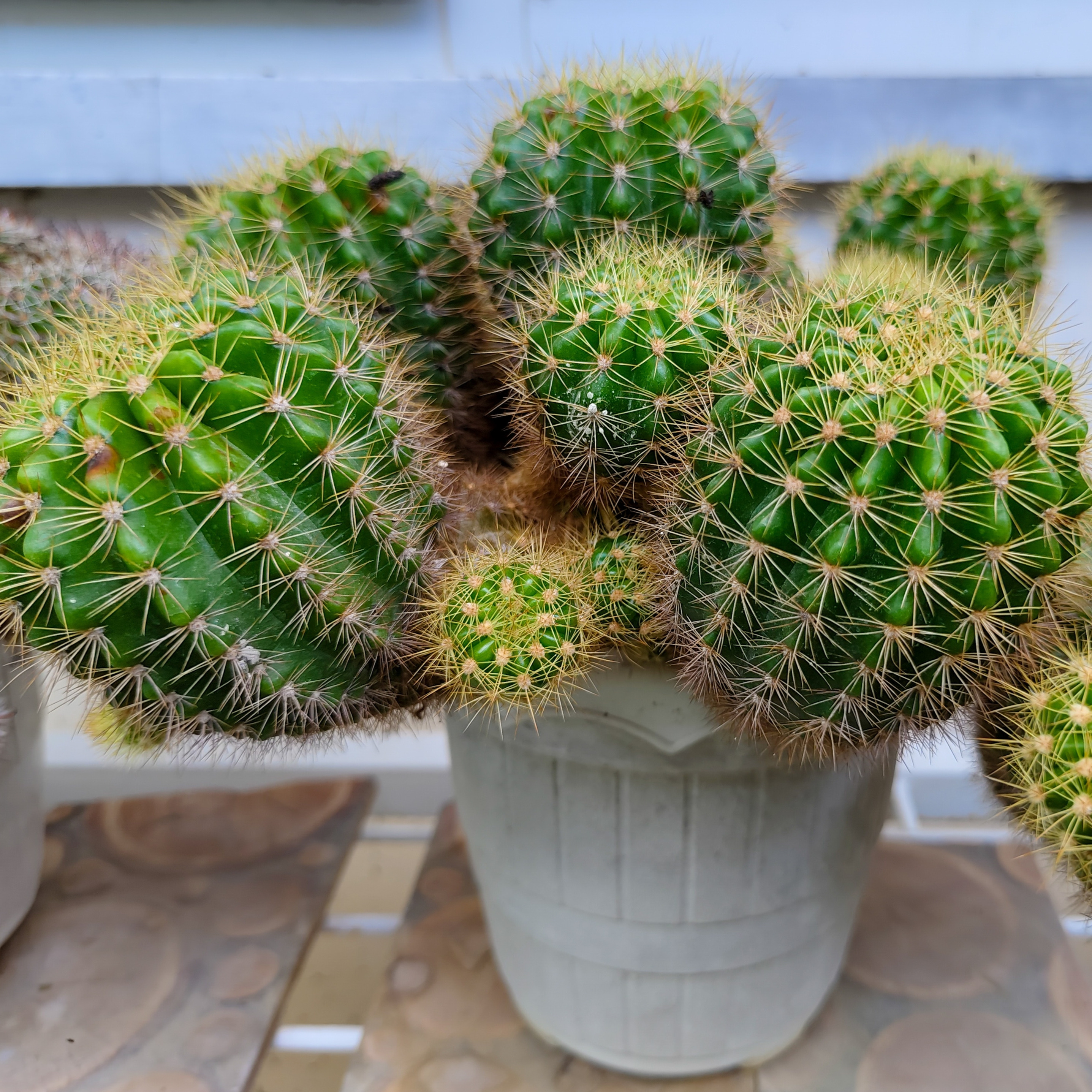 Golden Barrel Cactus in a white pot, displaying a rounded green body with pronounced ribs and dense golden spines.