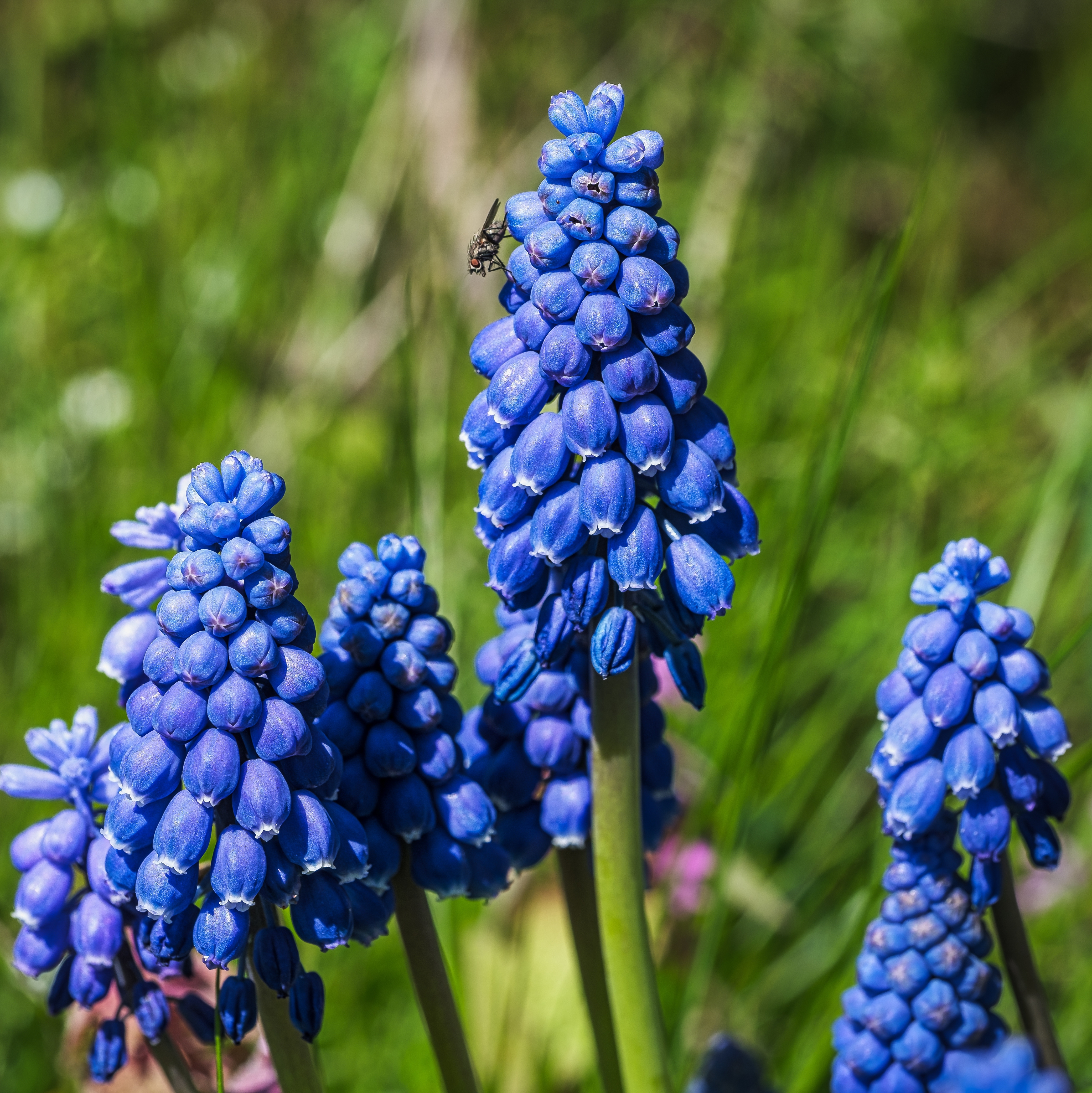 Close-up of grape hyacinths in bloom, their densely packed blue flower spikes rising above fresh green foliage.