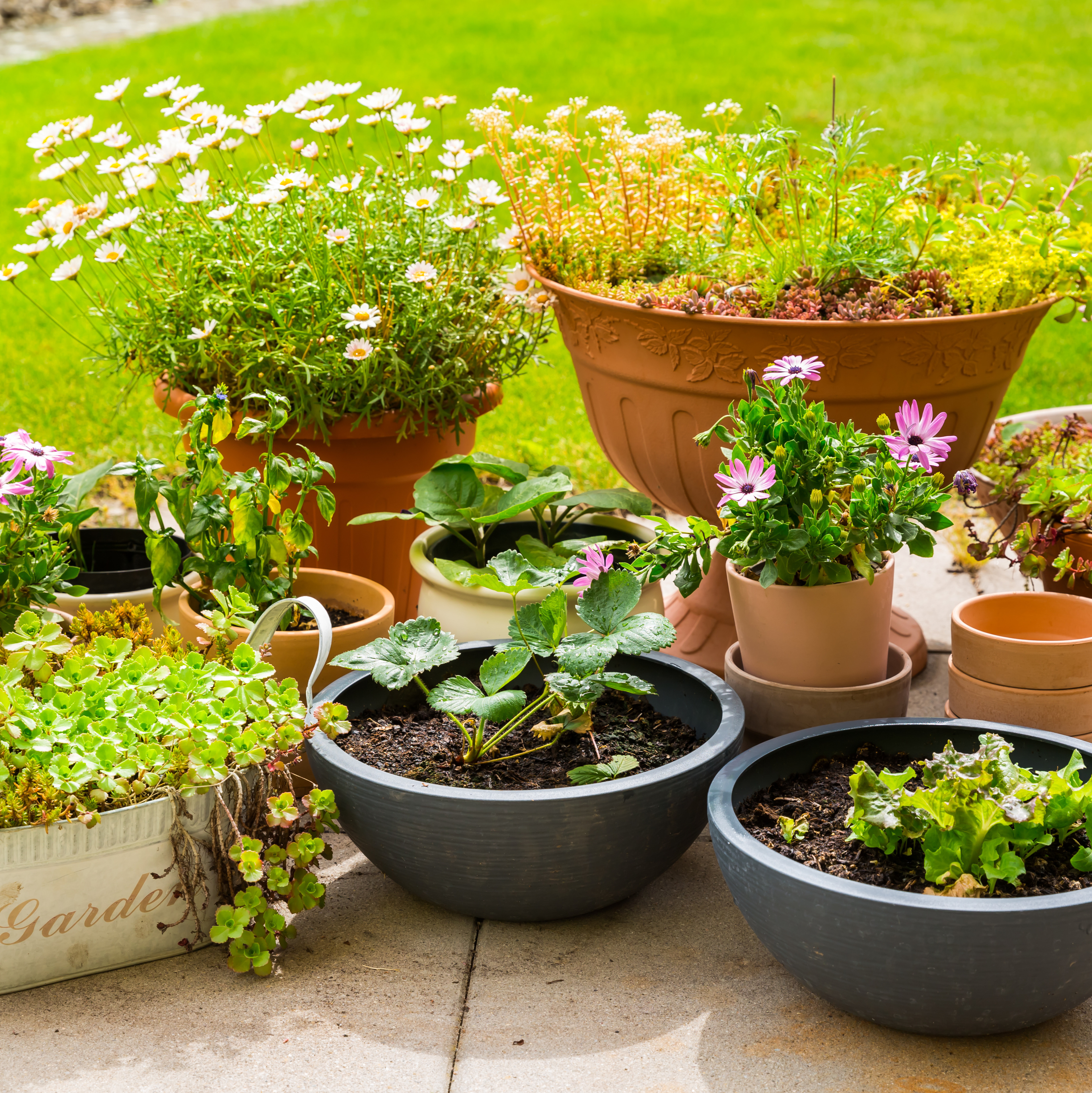 A group of planted containers grouped together to help retain moisture