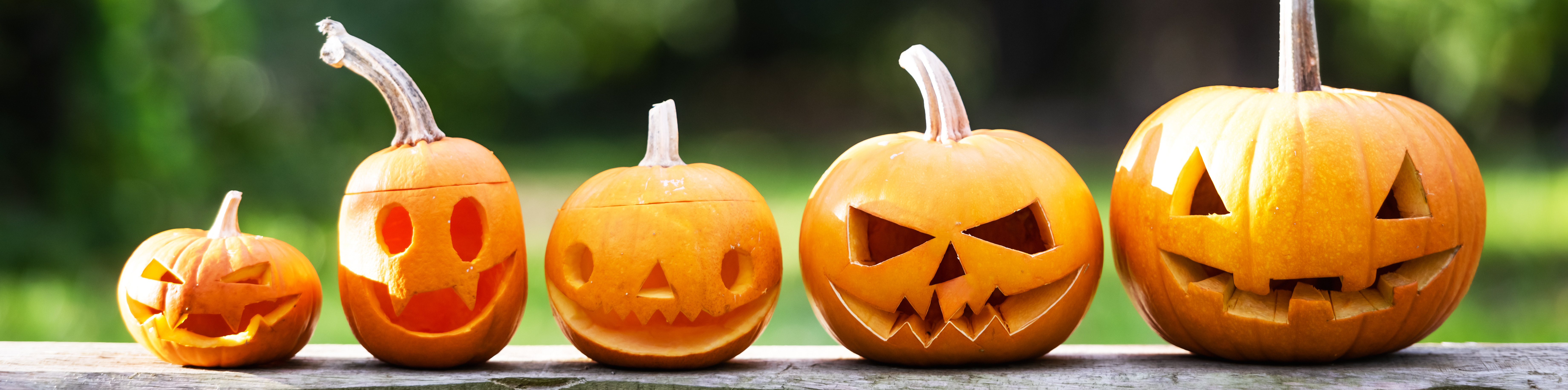 Carved Halloween pumpkins arranged in a long outdoor display.