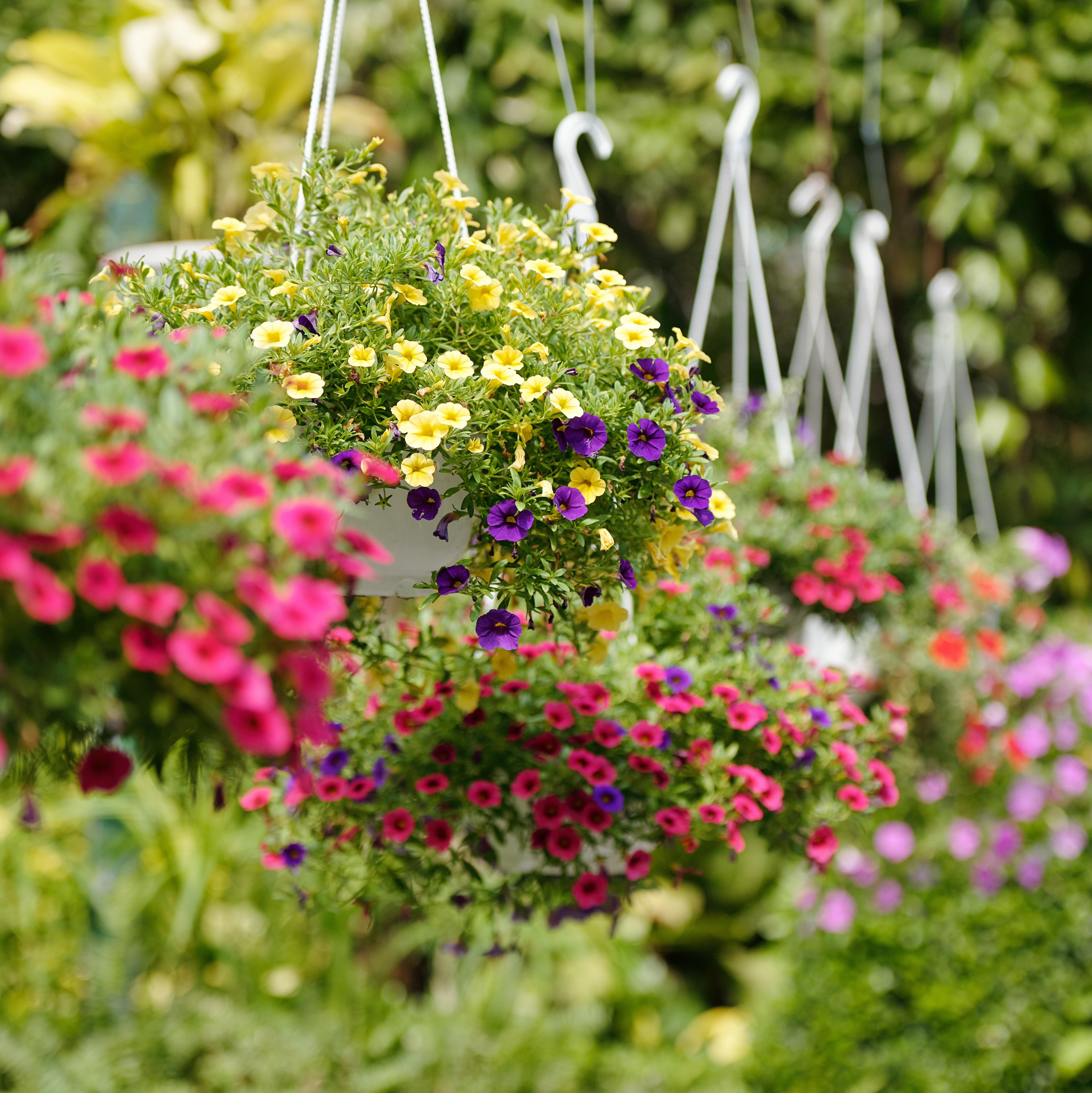 Colourful hanging baskets in full summer flower.