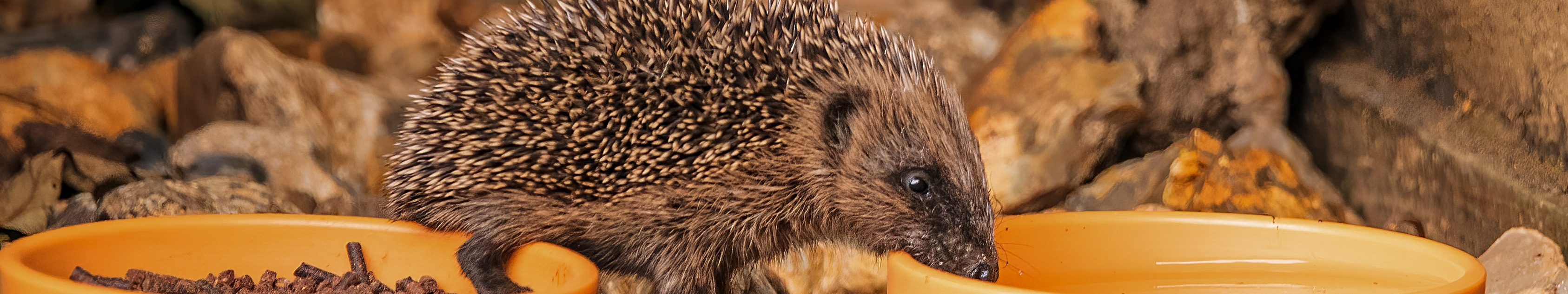 Hedgehog drinking fresh water beside a dish of food in a garden.