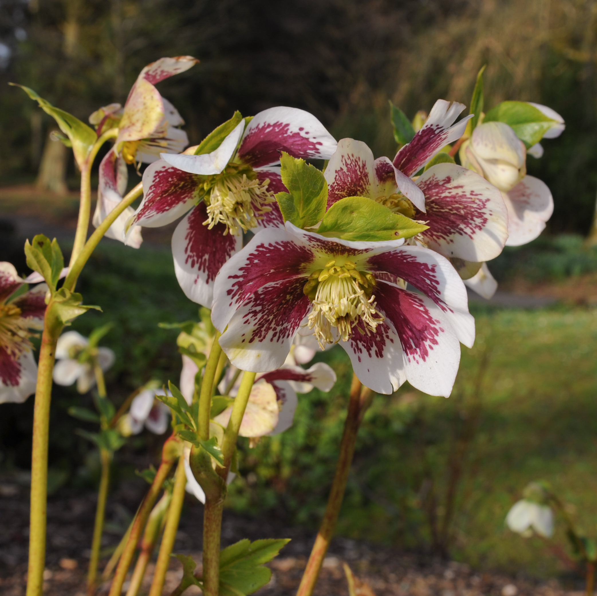 Burgundy and white hellebore flowers growing in a shaded woodland garden border