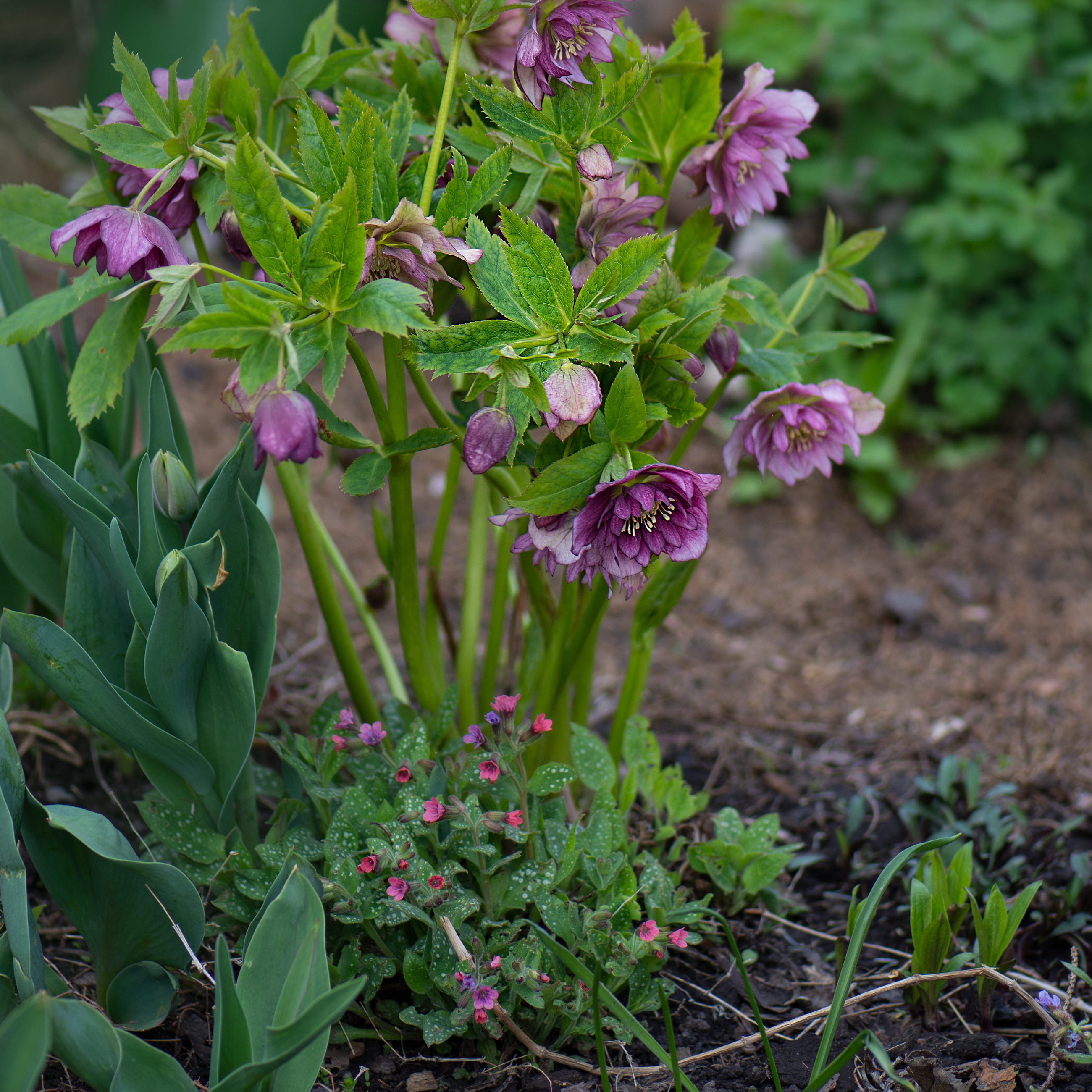 Hellebores with pulmonaria, emerging tulips and spring perennials in a woodland-style border.