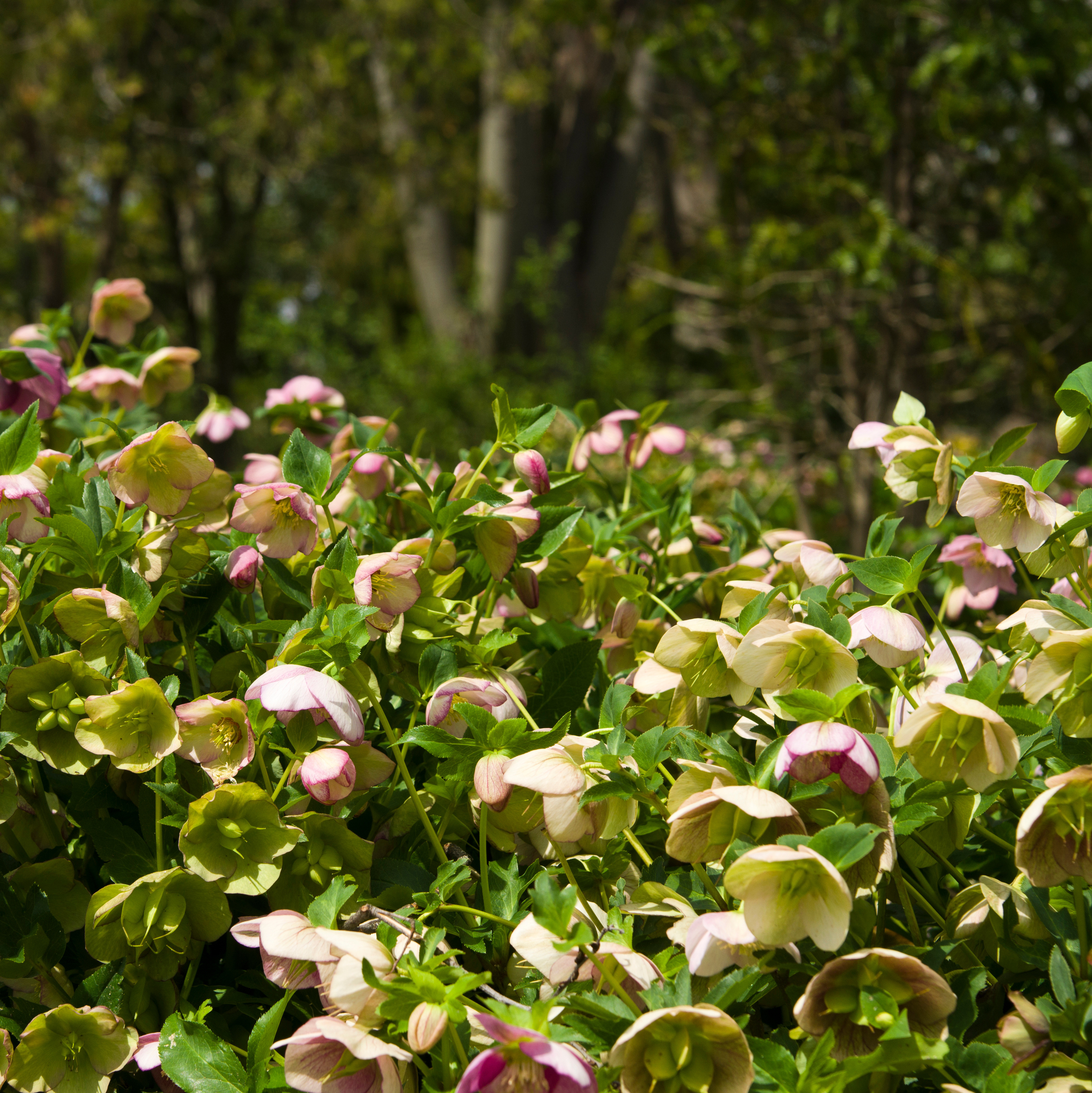 Hellebores growing in a partially shaded woodland garden.