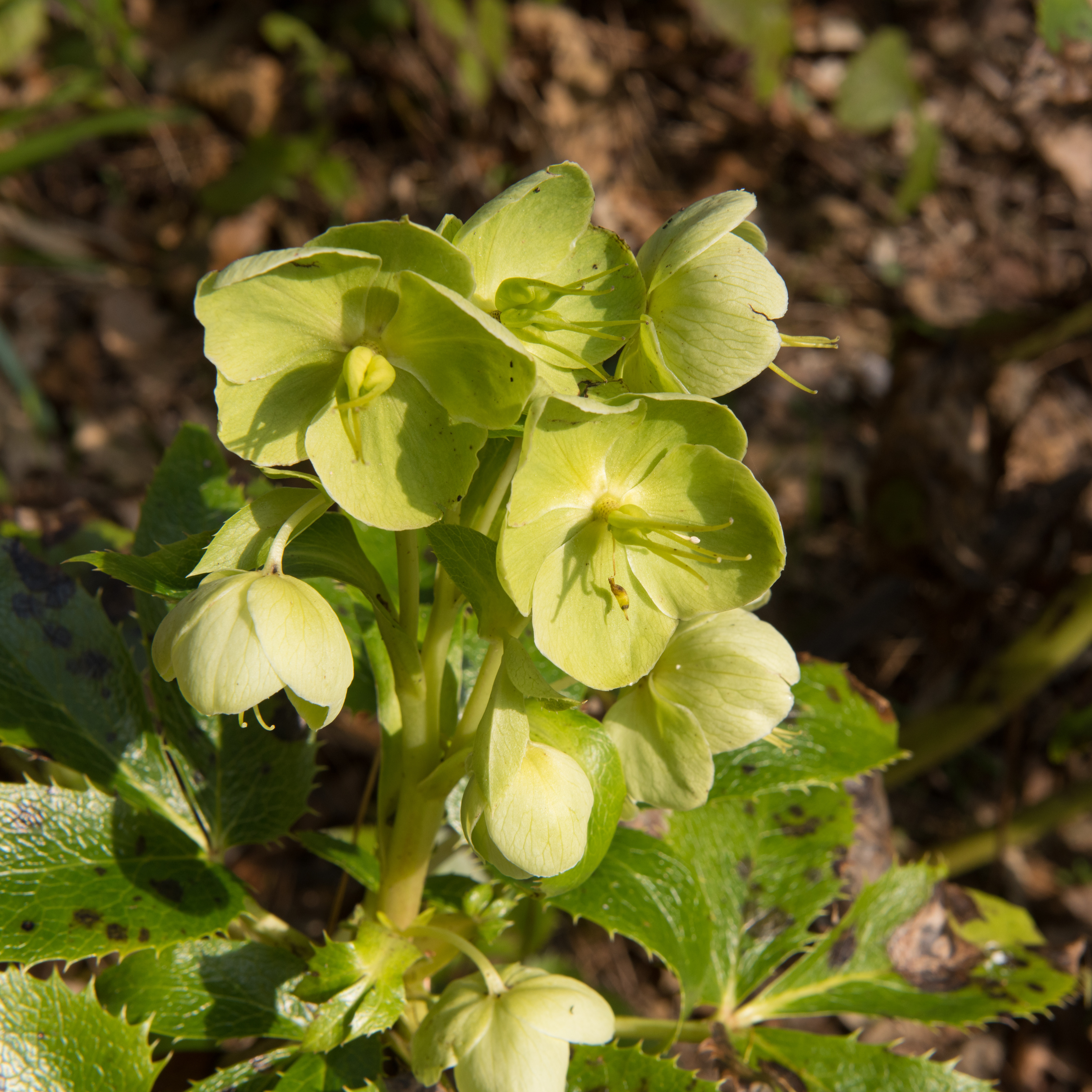 Lime green hellebore flowers blooming in early spring