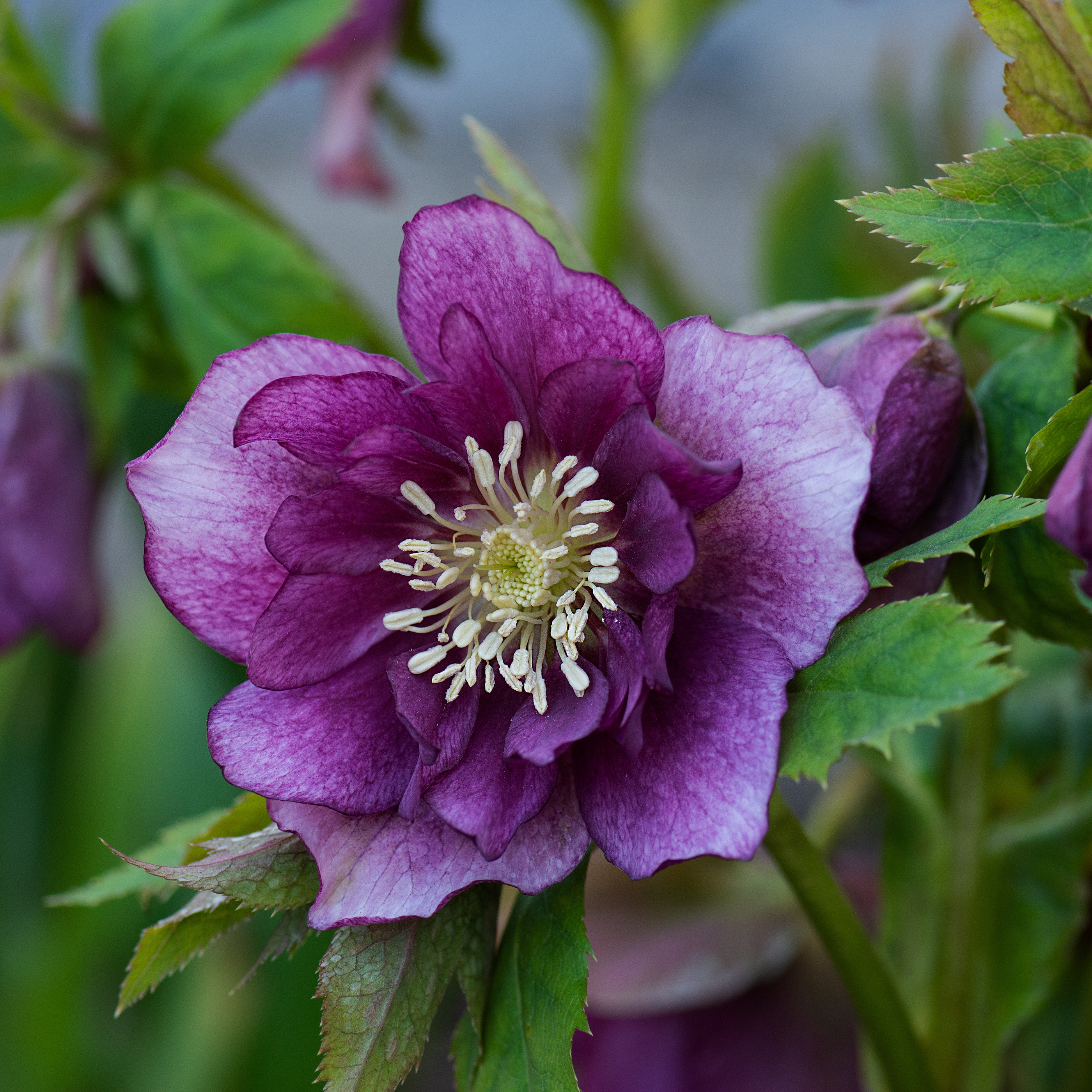 Deep purple double hellebore flower blooming in a shaded garden border.