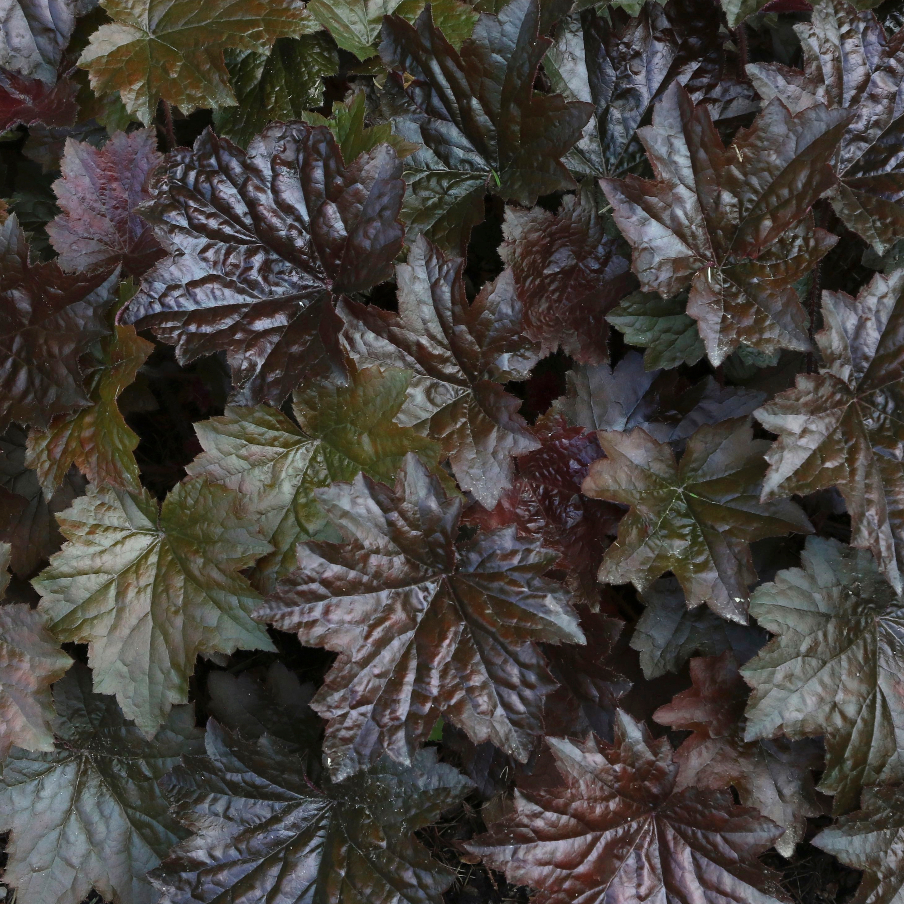 Heuchera Obsidian with deep burgundy foliage.