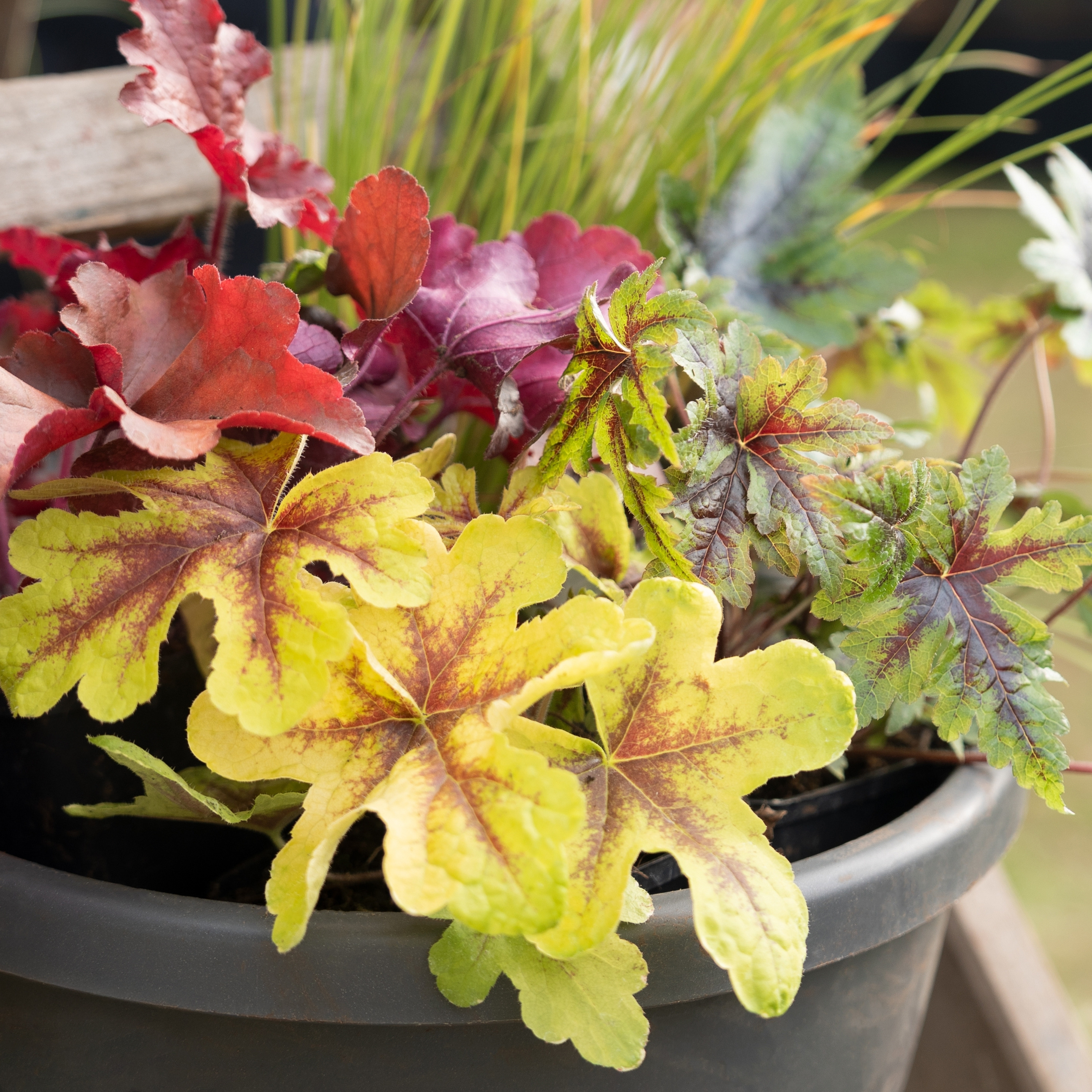 Heuchera cultivars with contrasting foliage colours growing together in a patio container.
