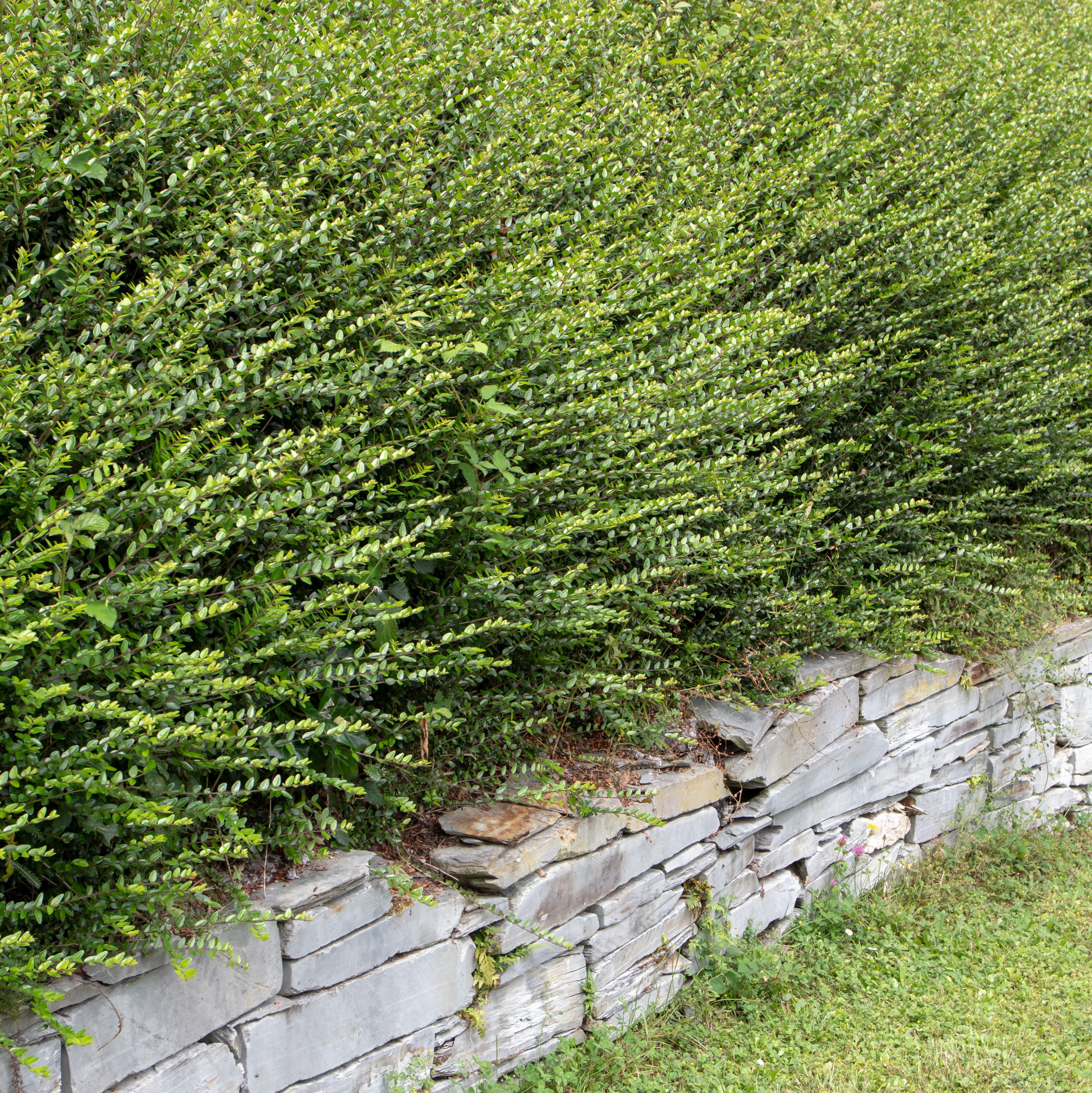Shrubby Honeysuckle (Lonicera nitida)