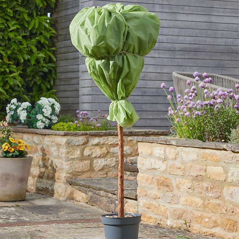 A tree wrapped in horticultural fleece for frost protection