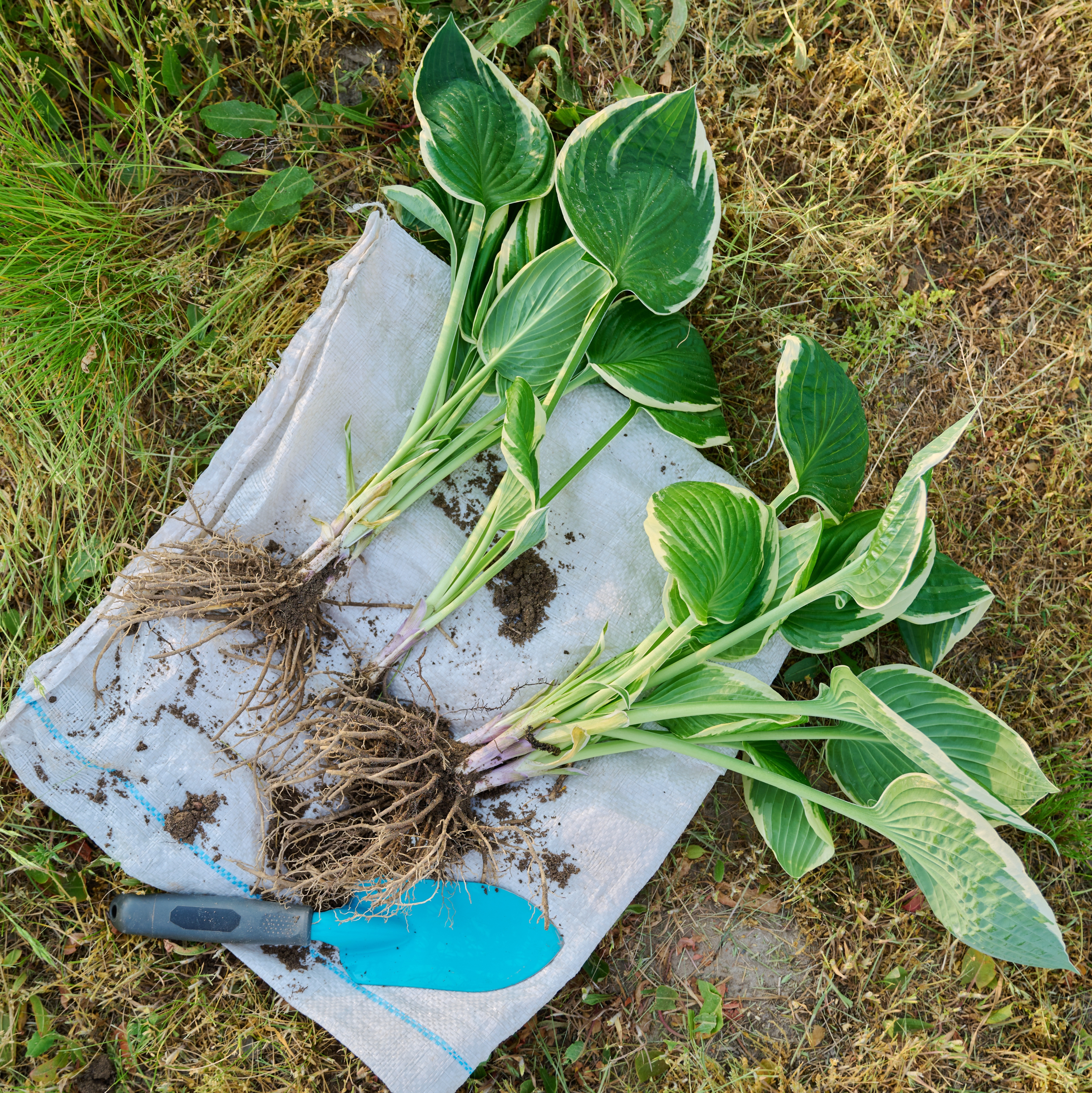 Dividing a mature hosta plant into smaller sections by separating the root ball, ready for replanting in different areas of the garden.