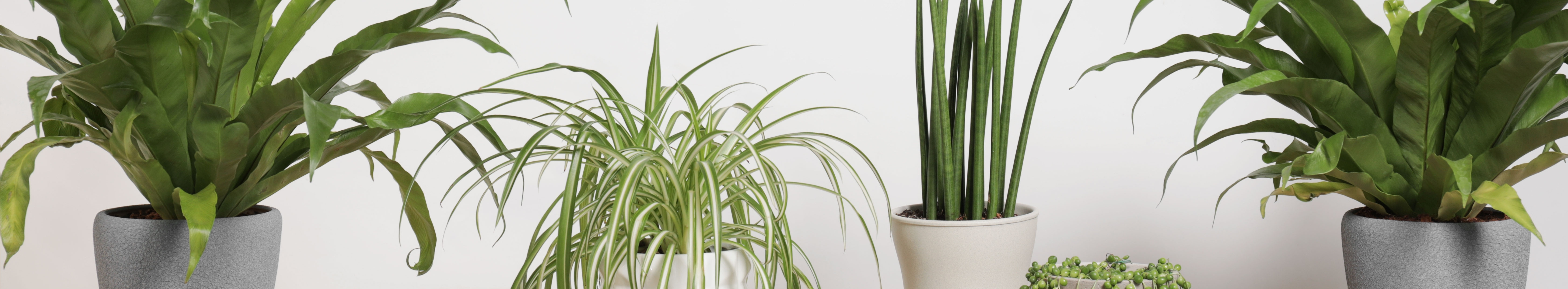 Healthy indoor houseplants displayed on a white background