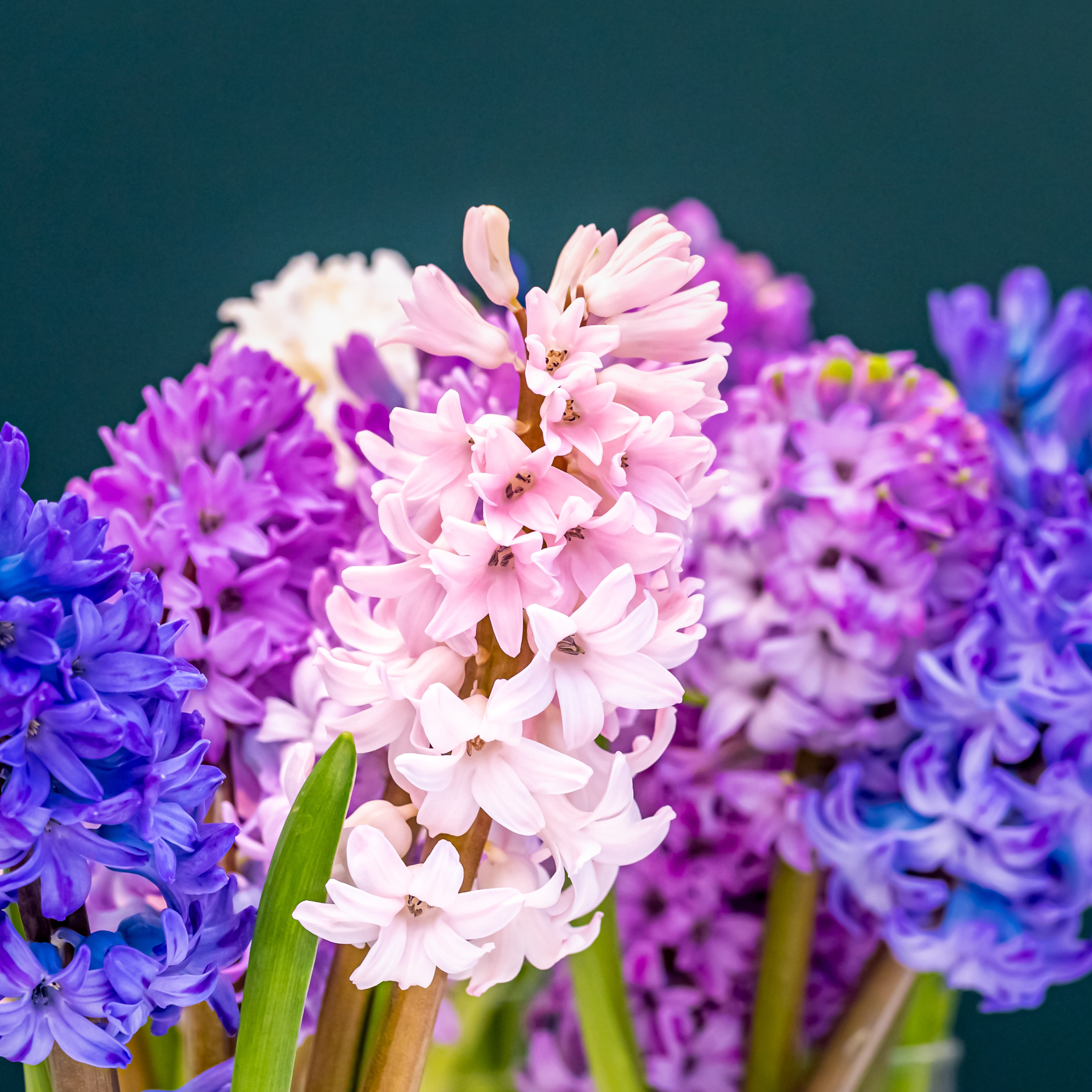 Fragrant hyacinths blooming as festive Christmas houseplants