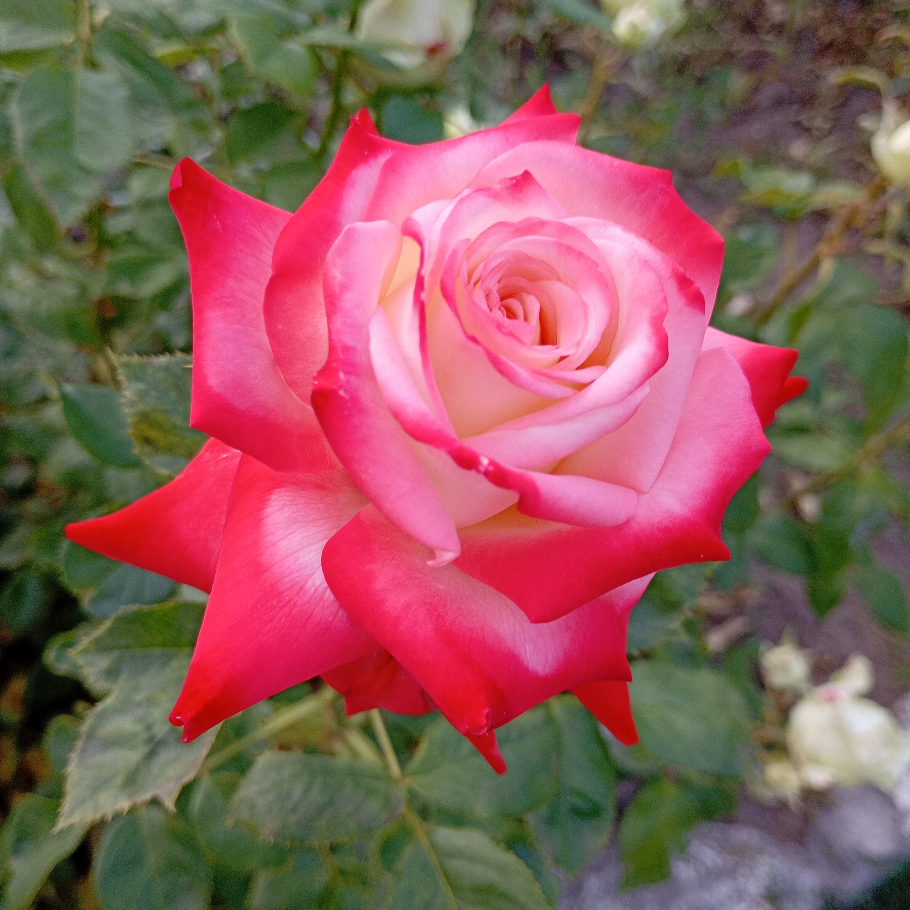 Close-up of a pink and cream hybrid tea rose in bloom with soft garden background