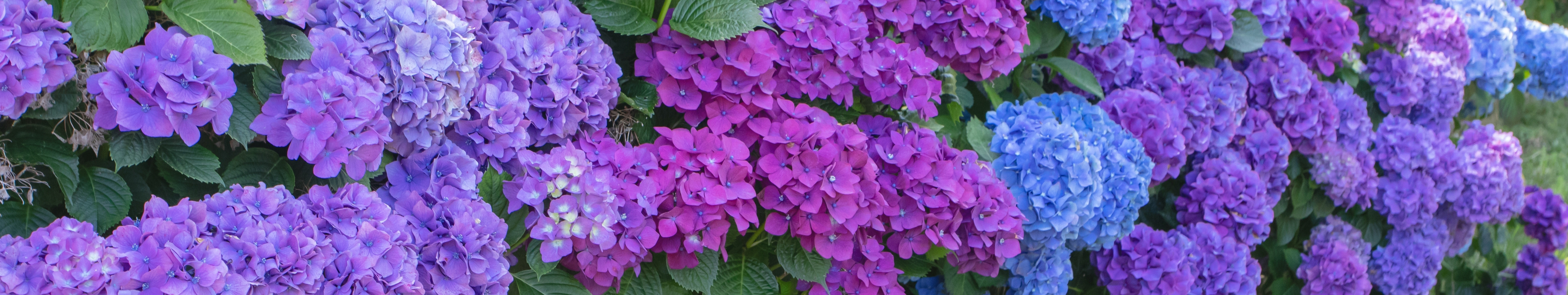 Blue and pink hydrangea flowers in full bloom with large colourful flower heads