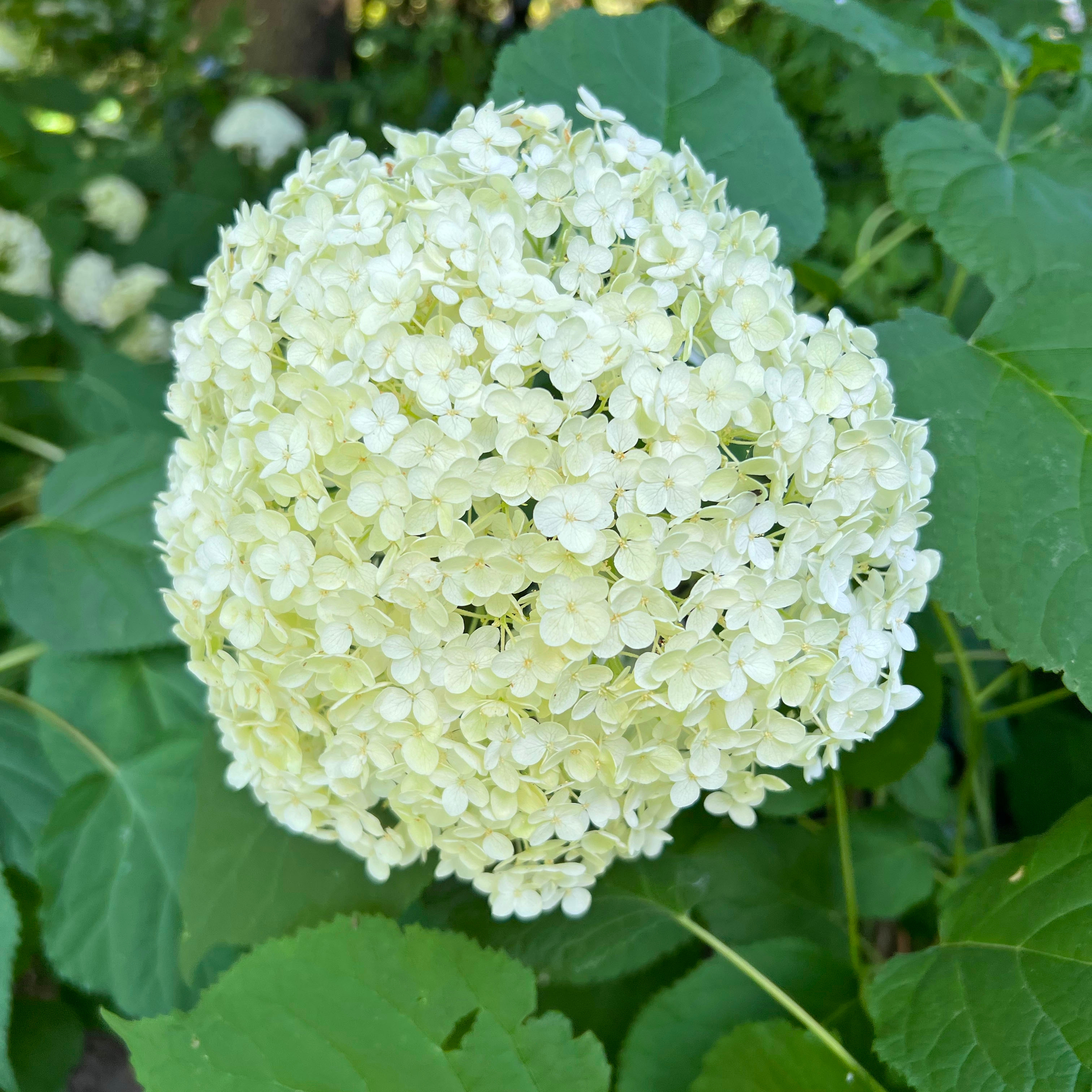 White hydrangea arborescens in full flower