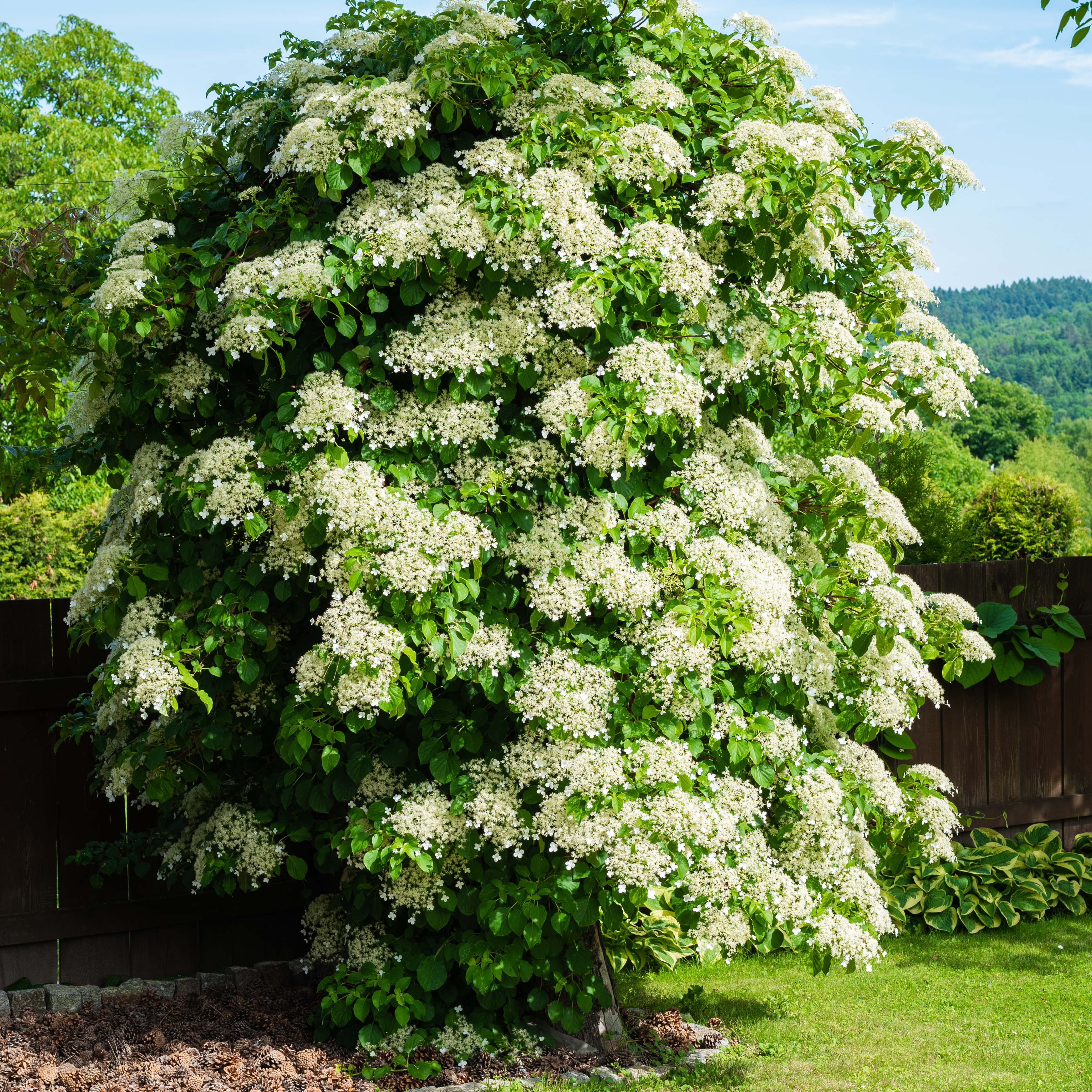 Mature climbing hydrangea in flower with white lacecap-like blooms and dense green foliage.