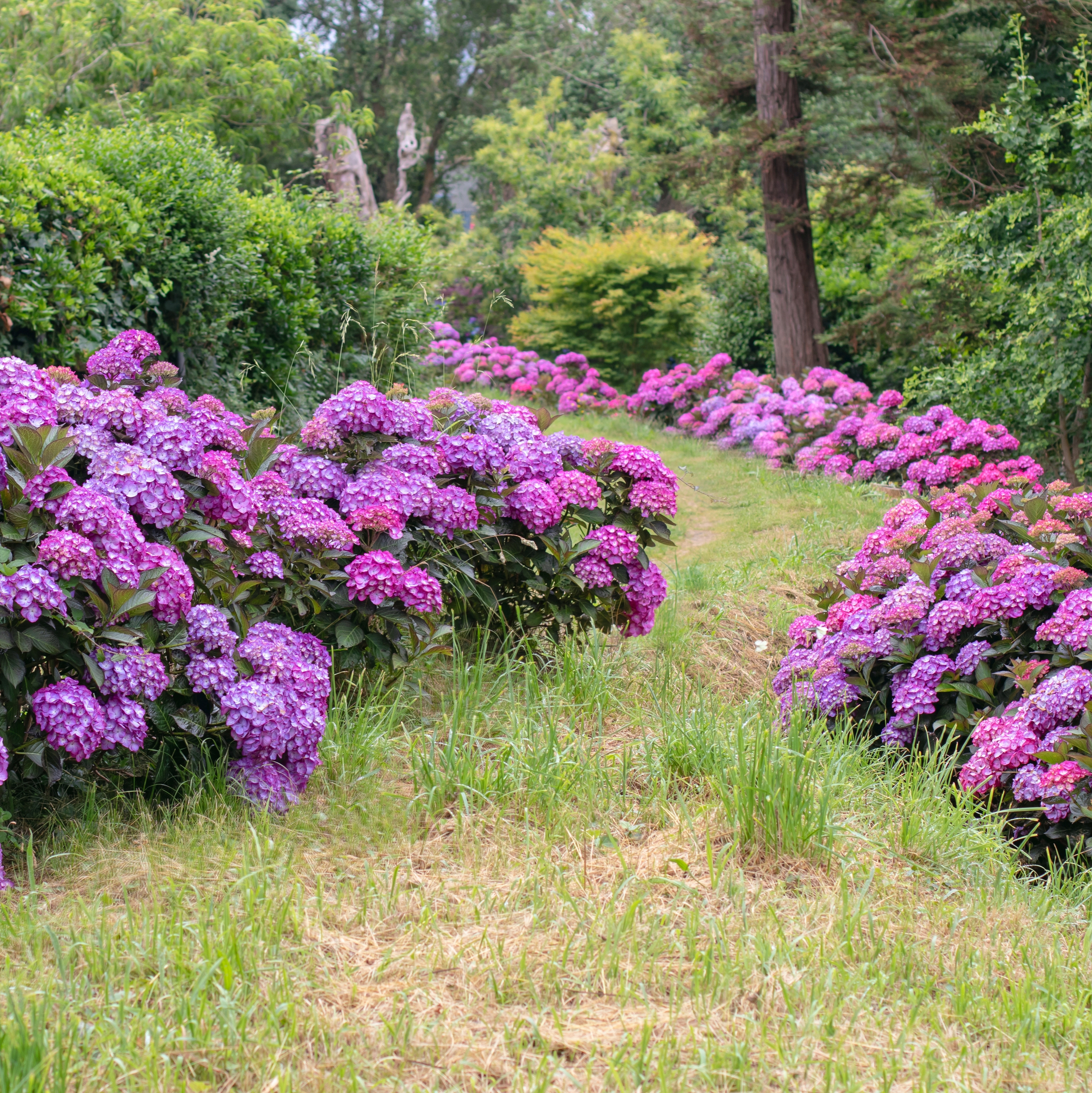 Landscaping with vibrant pink hydrangeas planted in sweeping borders on both sides of a gently winding garden path.