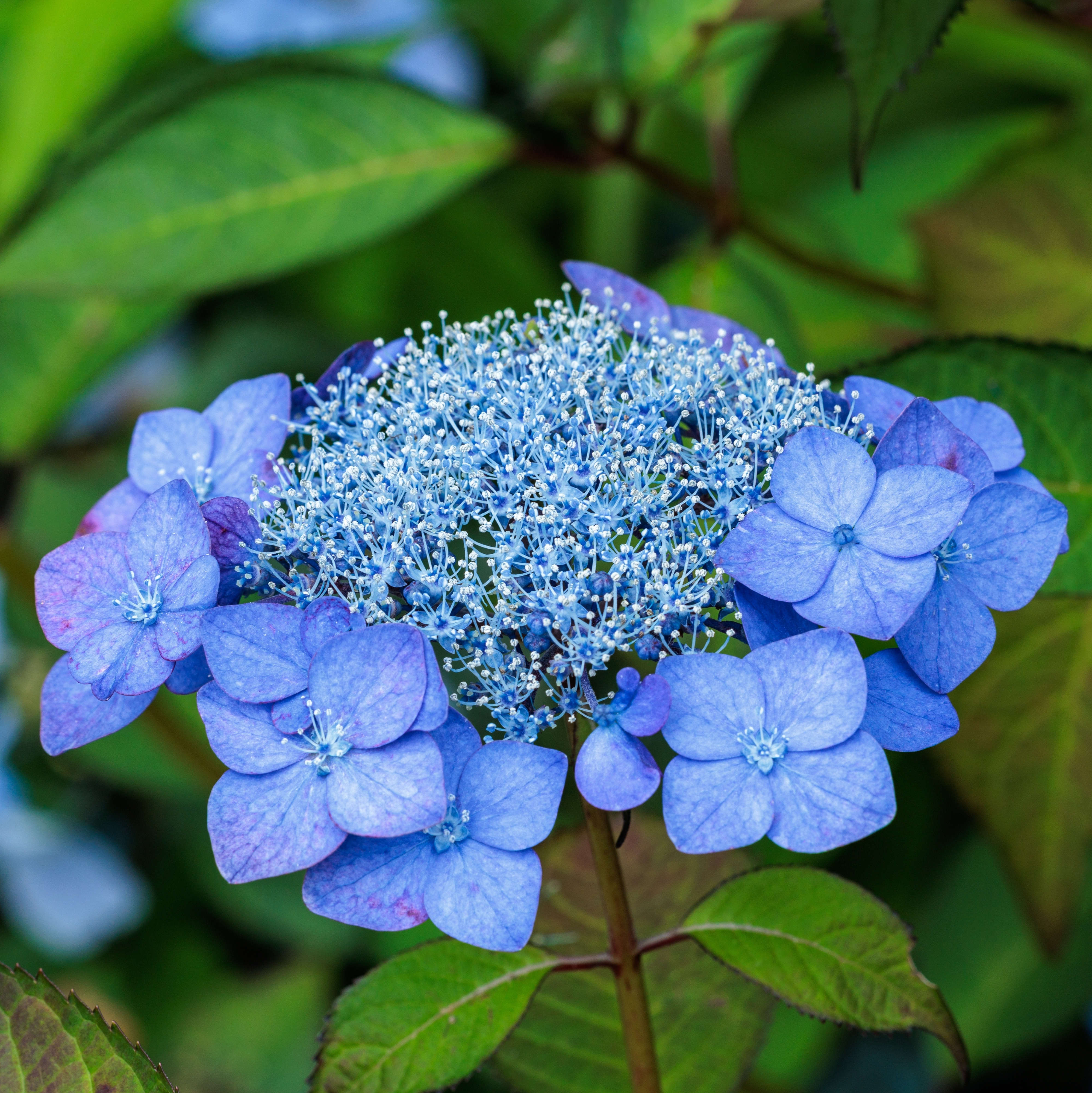 Lacecap hydrangea flower showing the distinctive flat flowerhead structure
