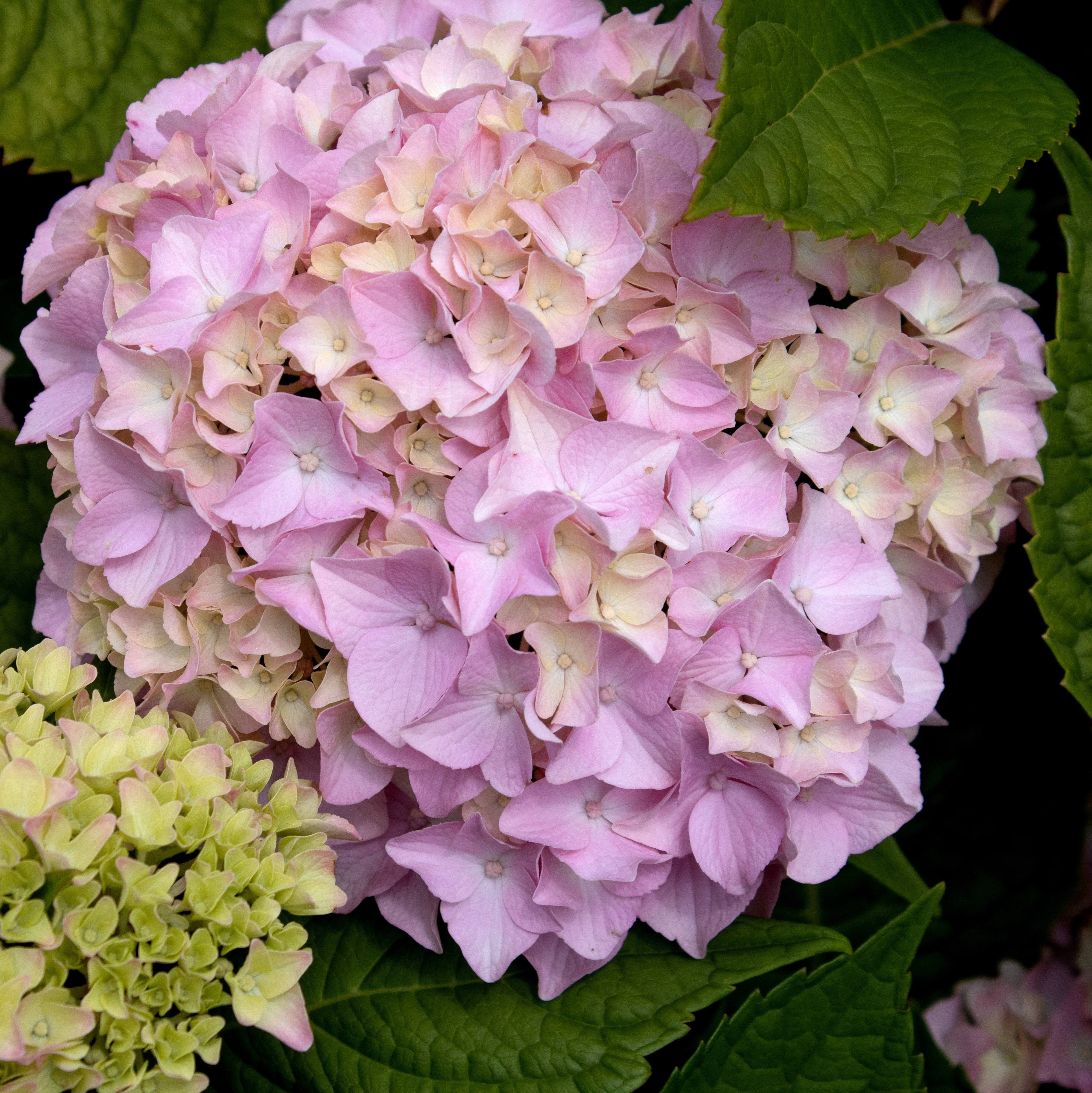 Close-up of pink mophead hydrangea flowers blooming in the garden.
