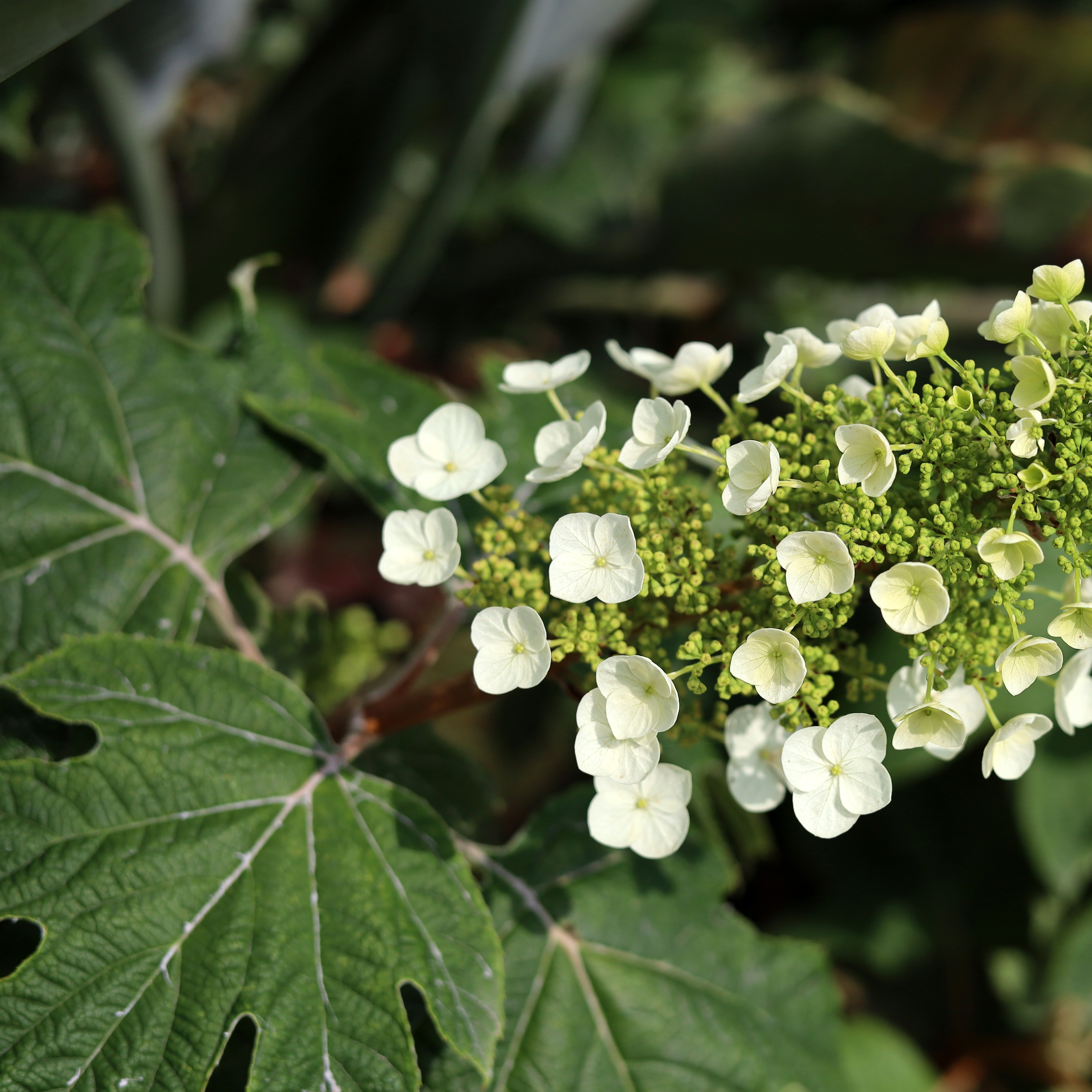 Hydrangea quercifolia (Oakleaf Hydrangea) flower with buds and distinctive shaped foliage