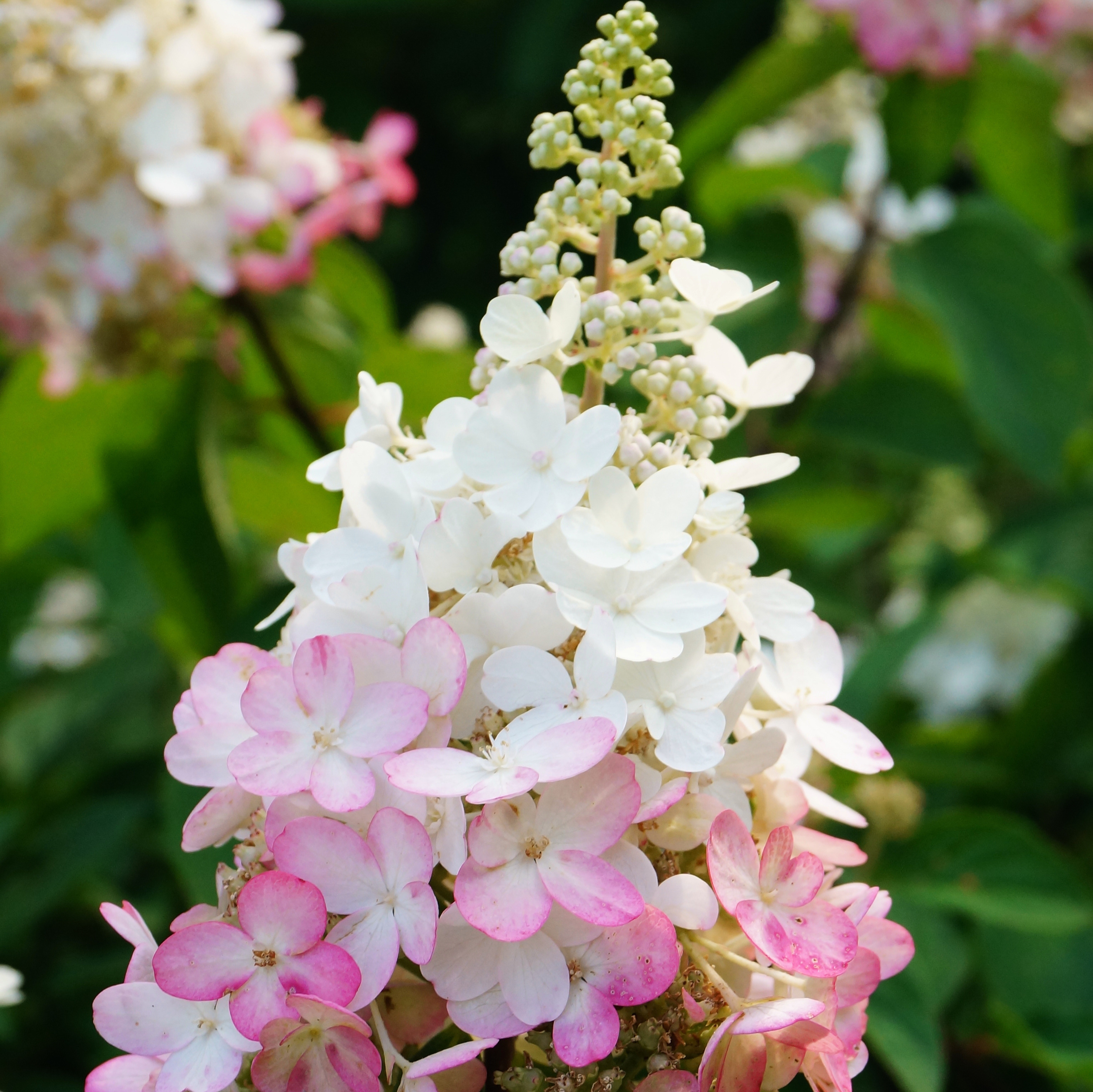 White and pink paniculata hydrangea flower blooming in the garden.