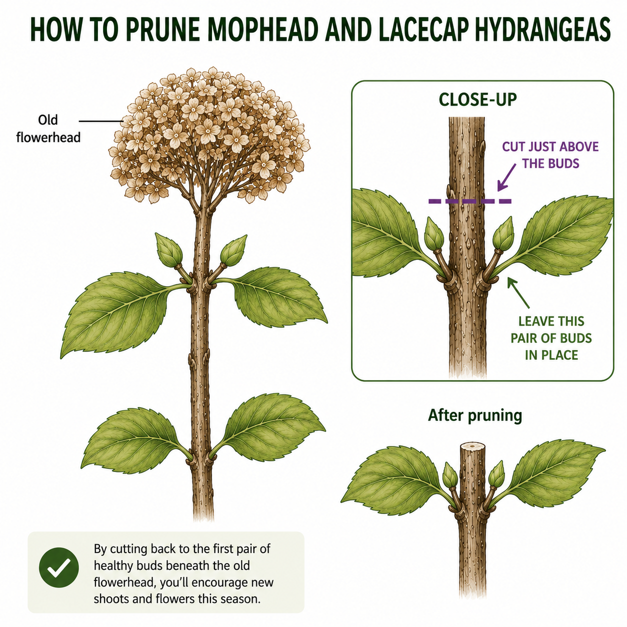Annotated visual representation of how to prune mophead and lacecap hydrangeas