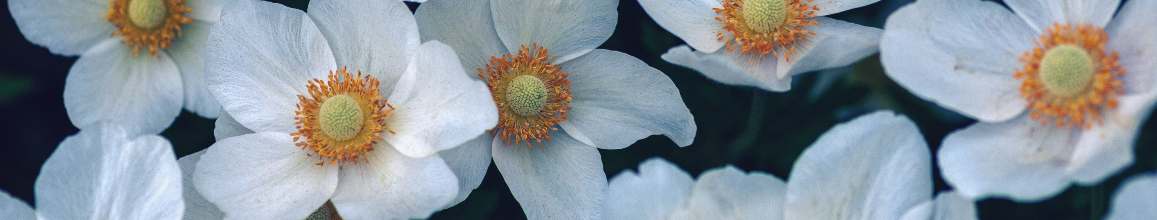 White Japanese Anemone