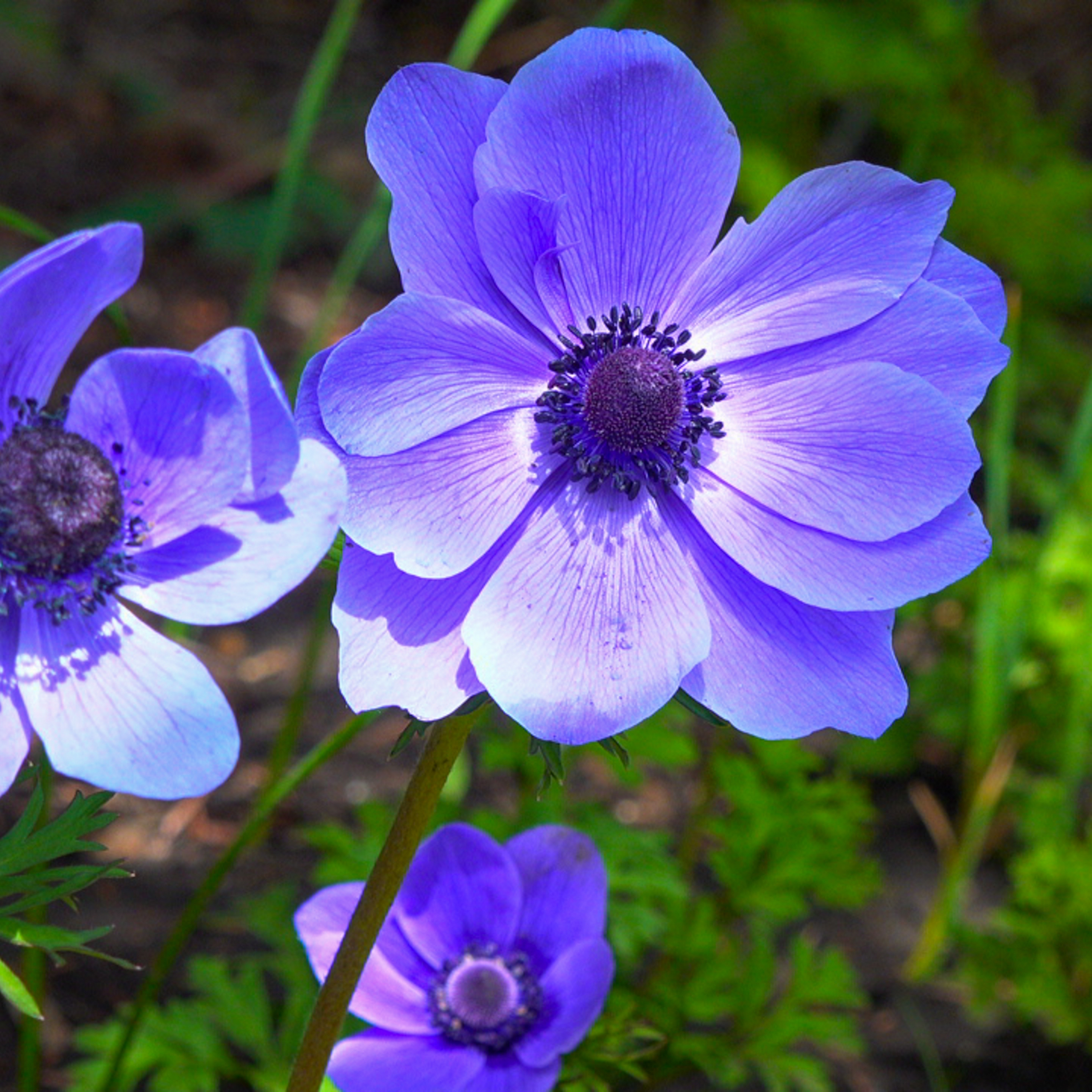 Close up of Japanese anemone