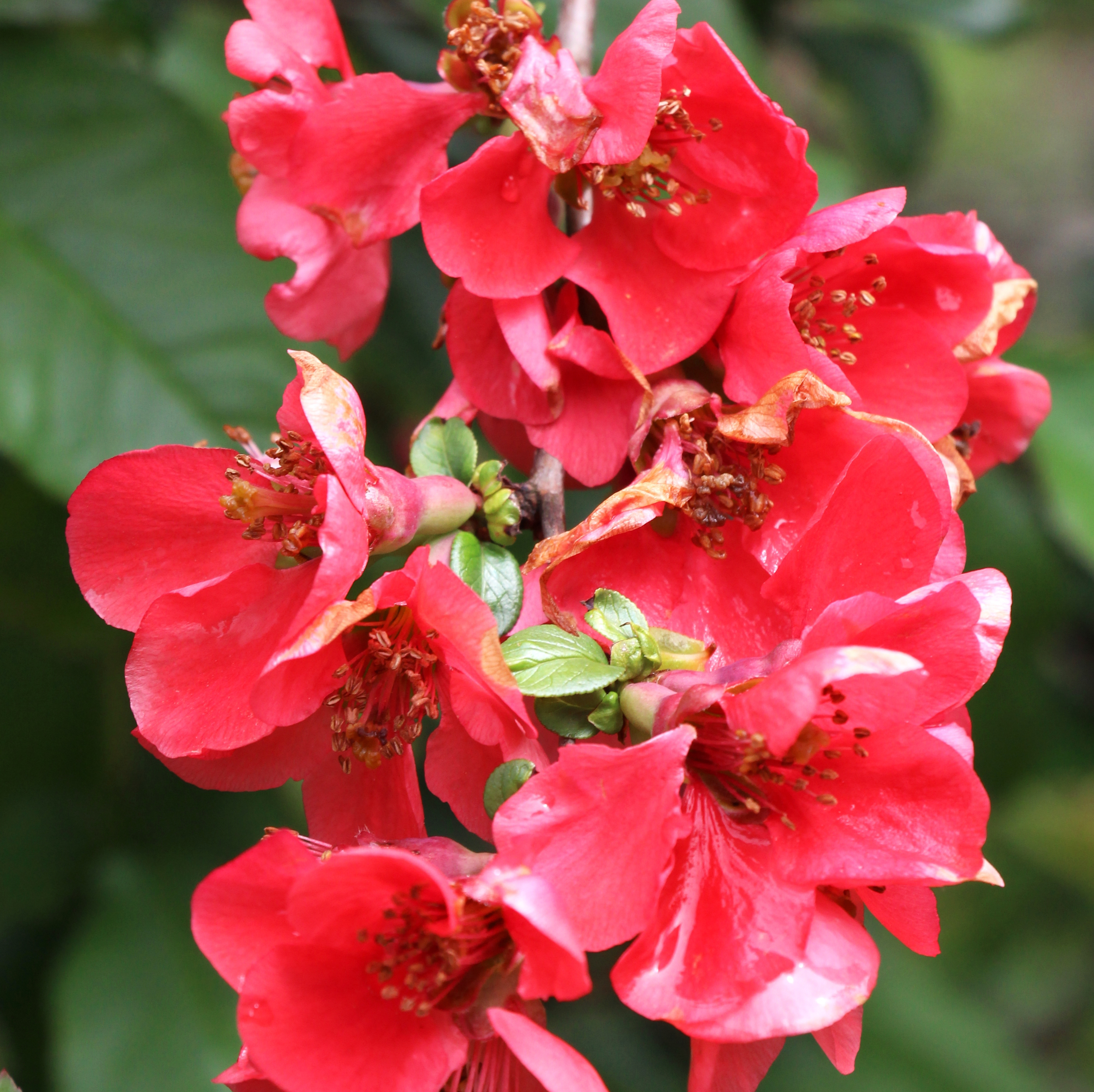 Japanese Quince - prune after flowering