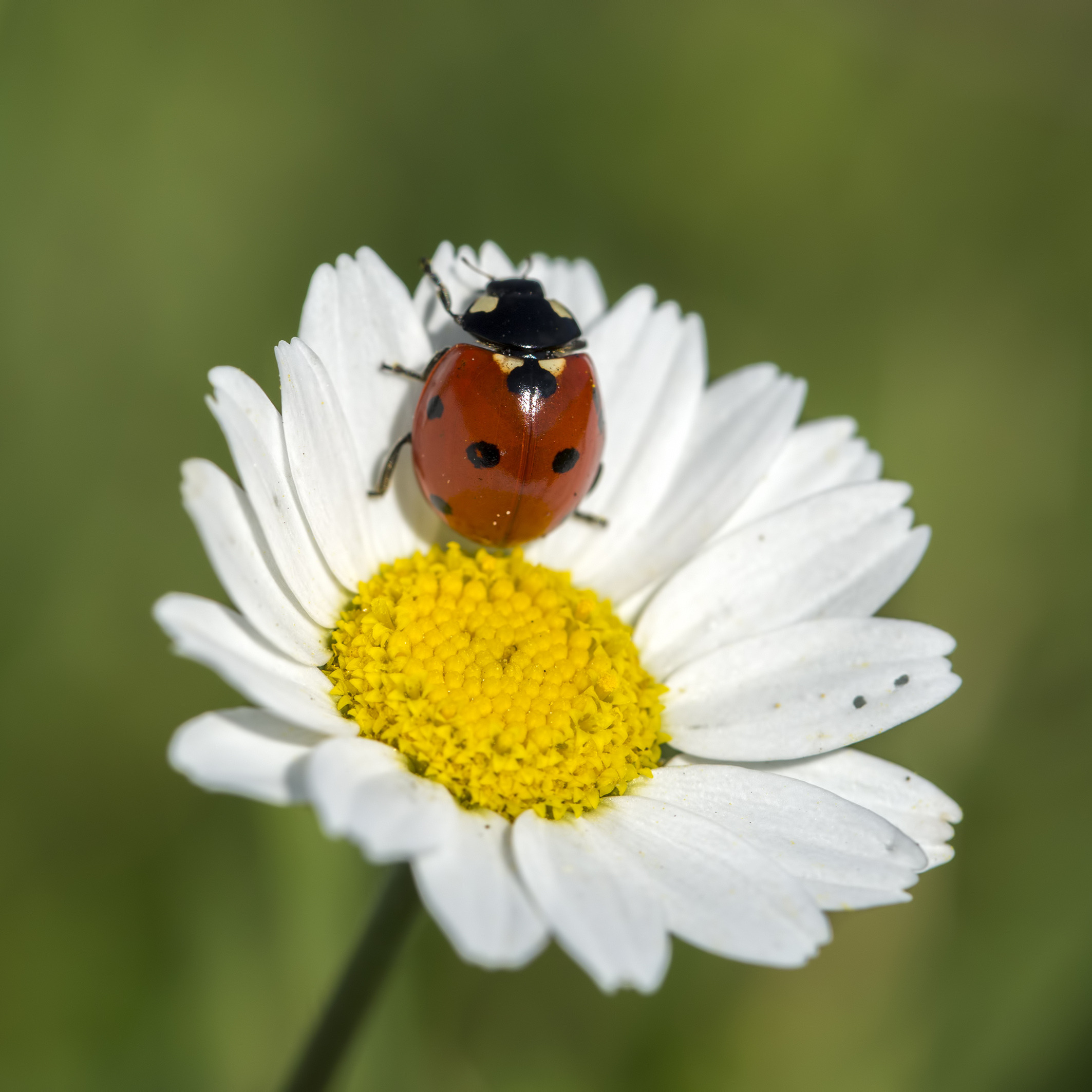 Close-up of a ladybird resting on a white daisy with a bright yellow centre, symbolising natural and organic pest control in a garden setting.