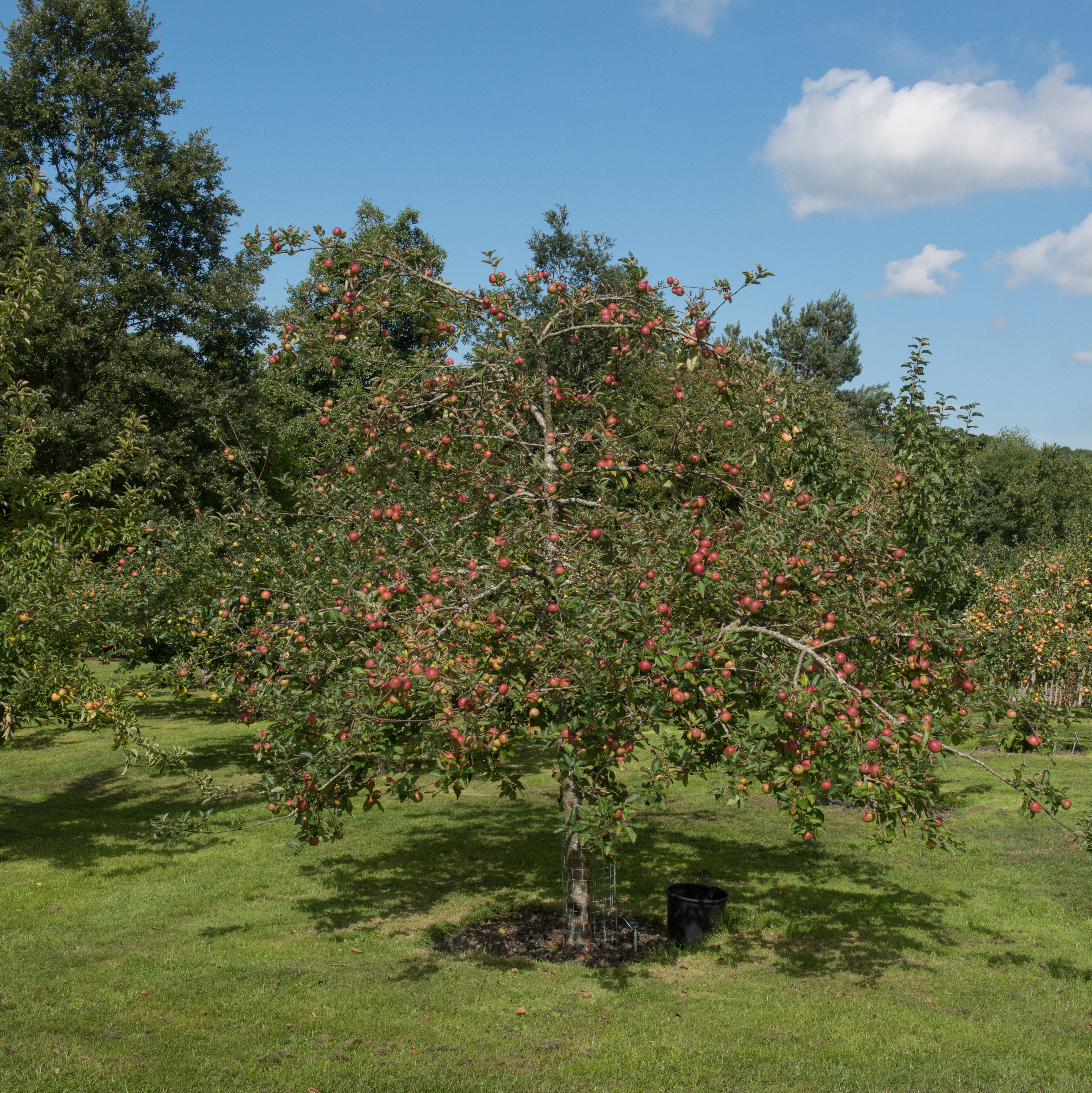 Mature apple tree covered with ripening apples in a large garden