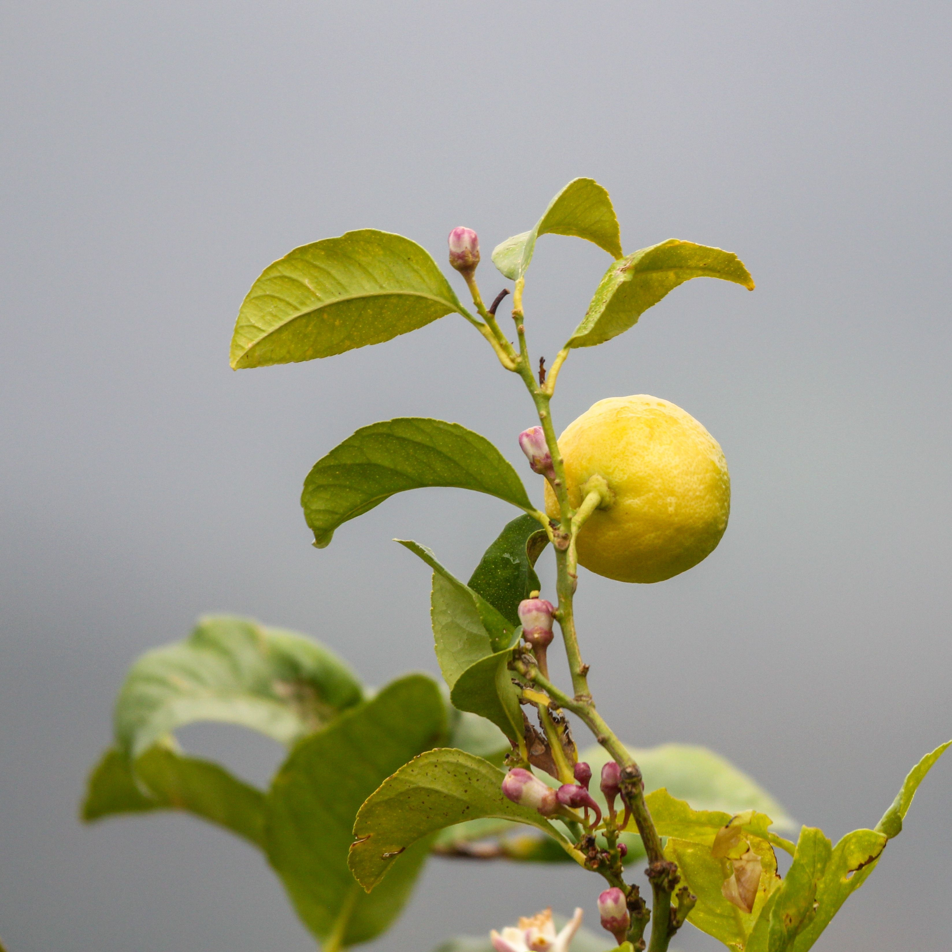Delicate citrus blossoms and unopened buds surrounded by glossy green leaves