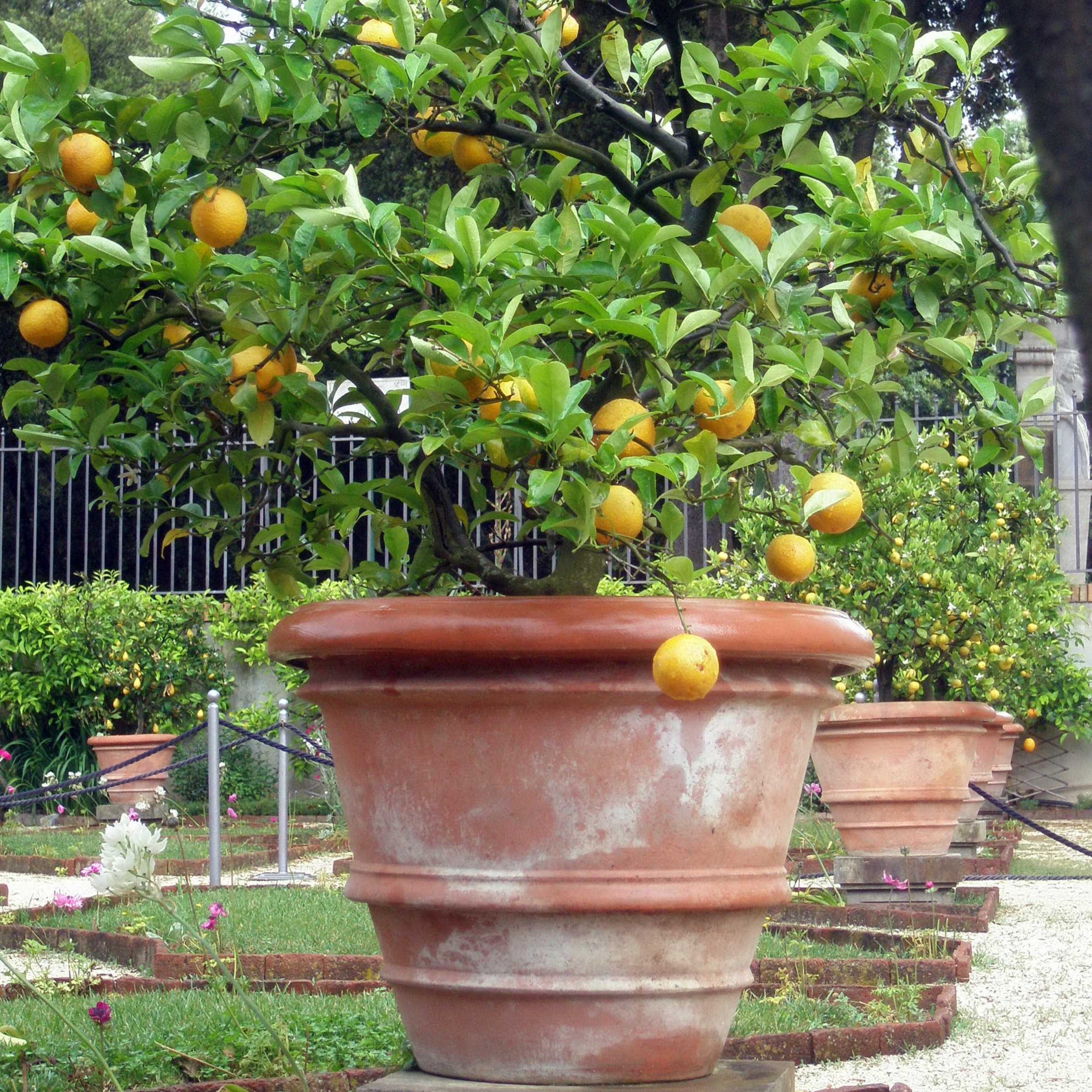 A lemon tree in a heavy and stable terracotta container