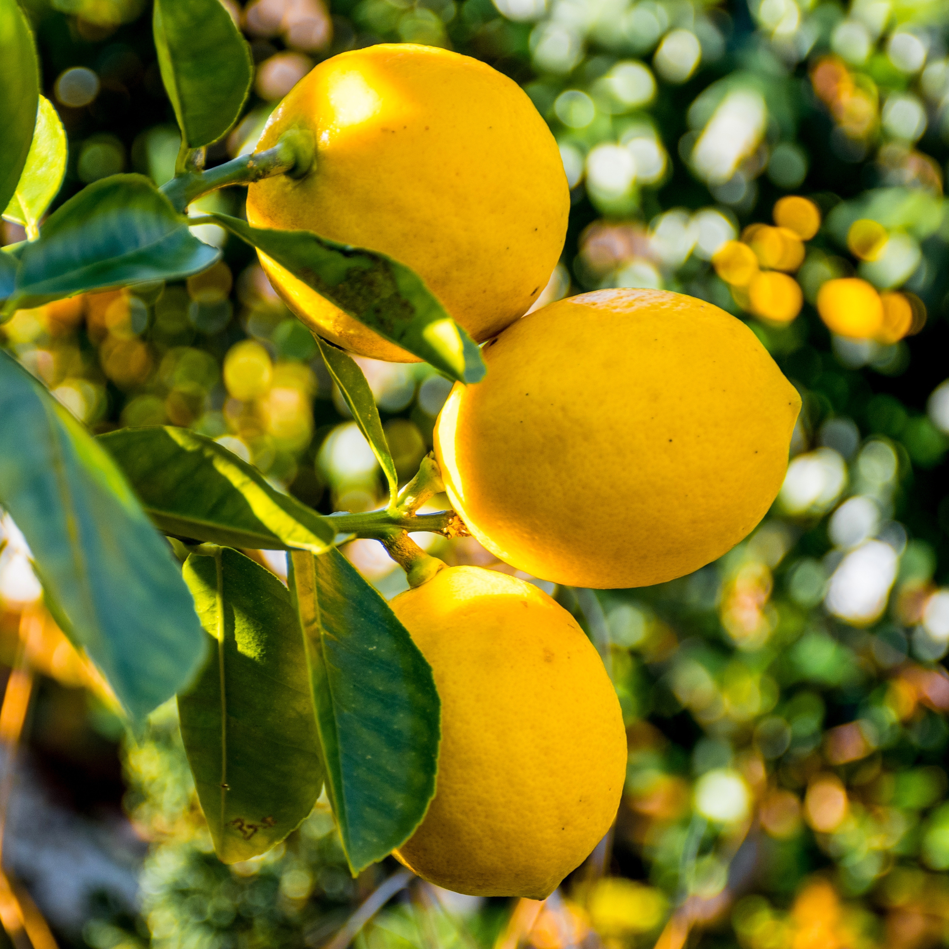 Ripe yellow lemons growing on a branch with green leaves