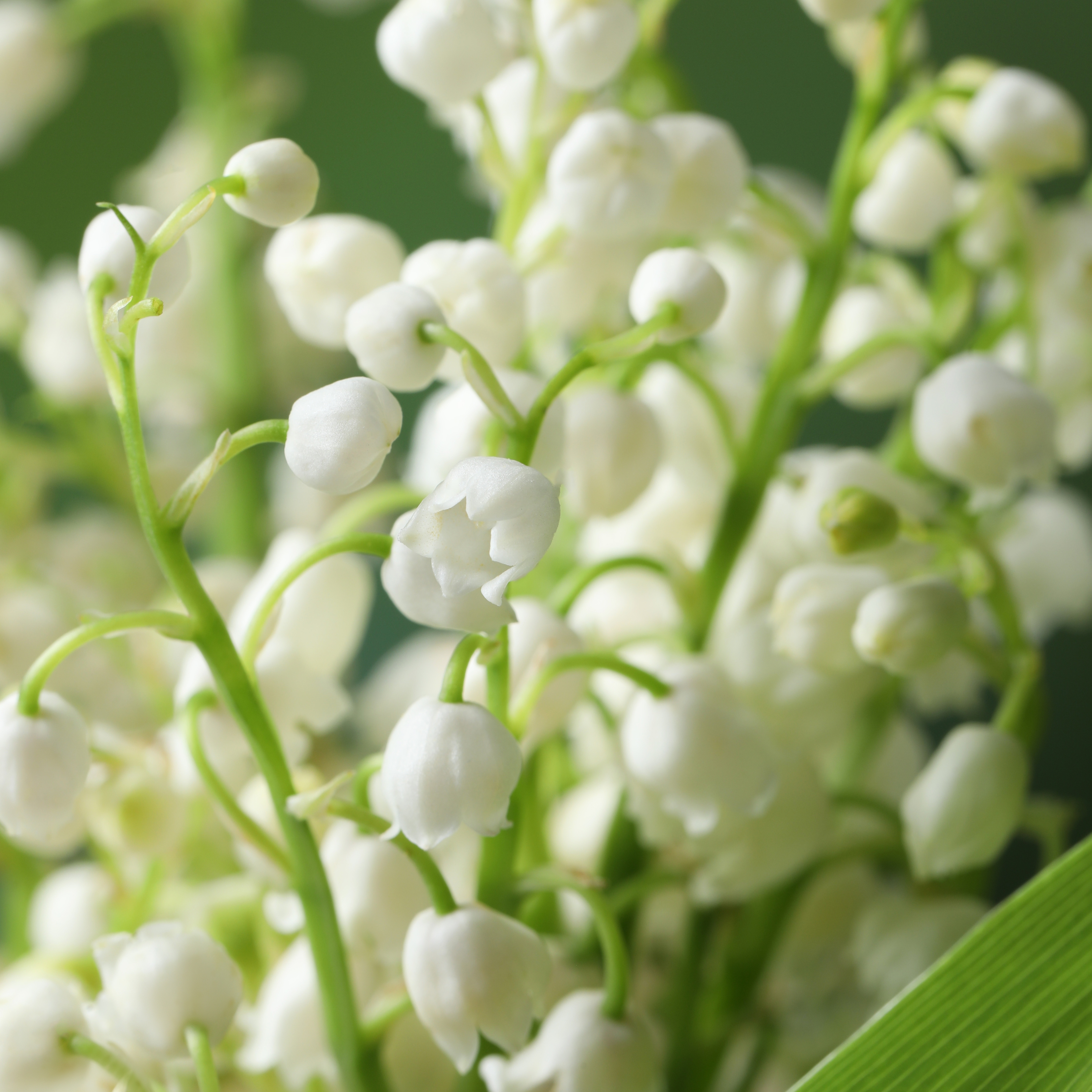 Fragrant white lily of the valley flowers growing in a shady garden.