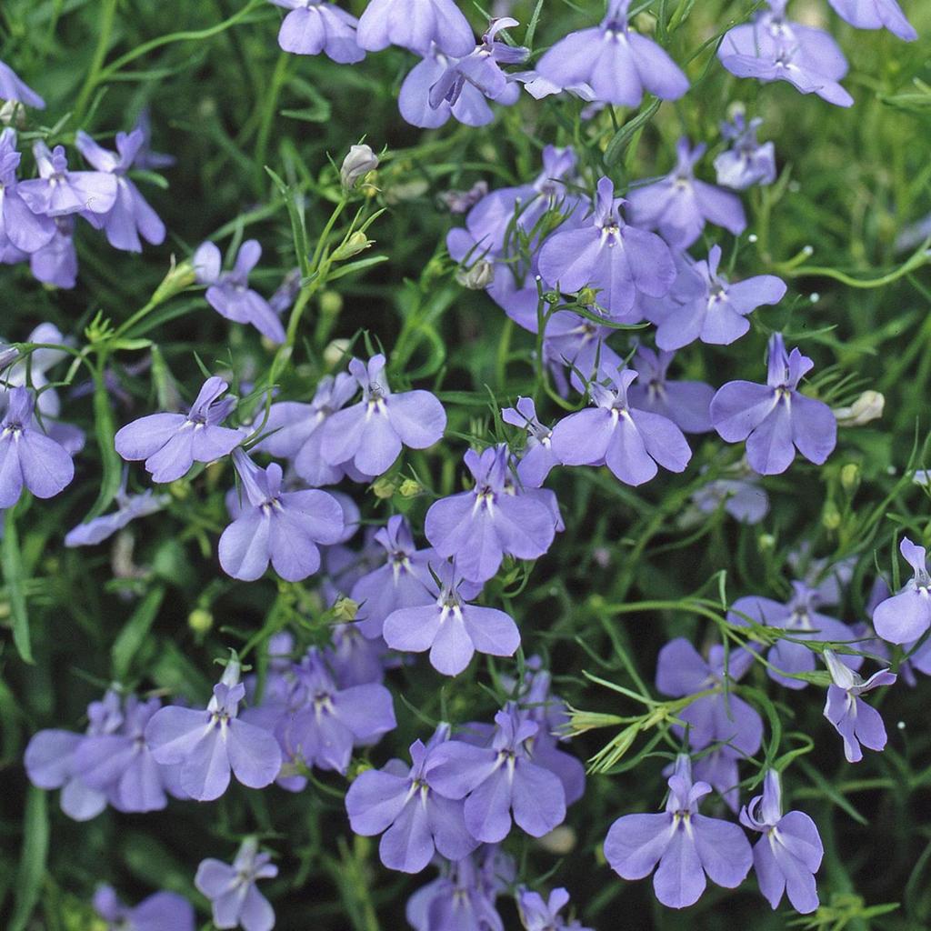 Lobelia flowers in bloom with delicate trailing blue-purple petals