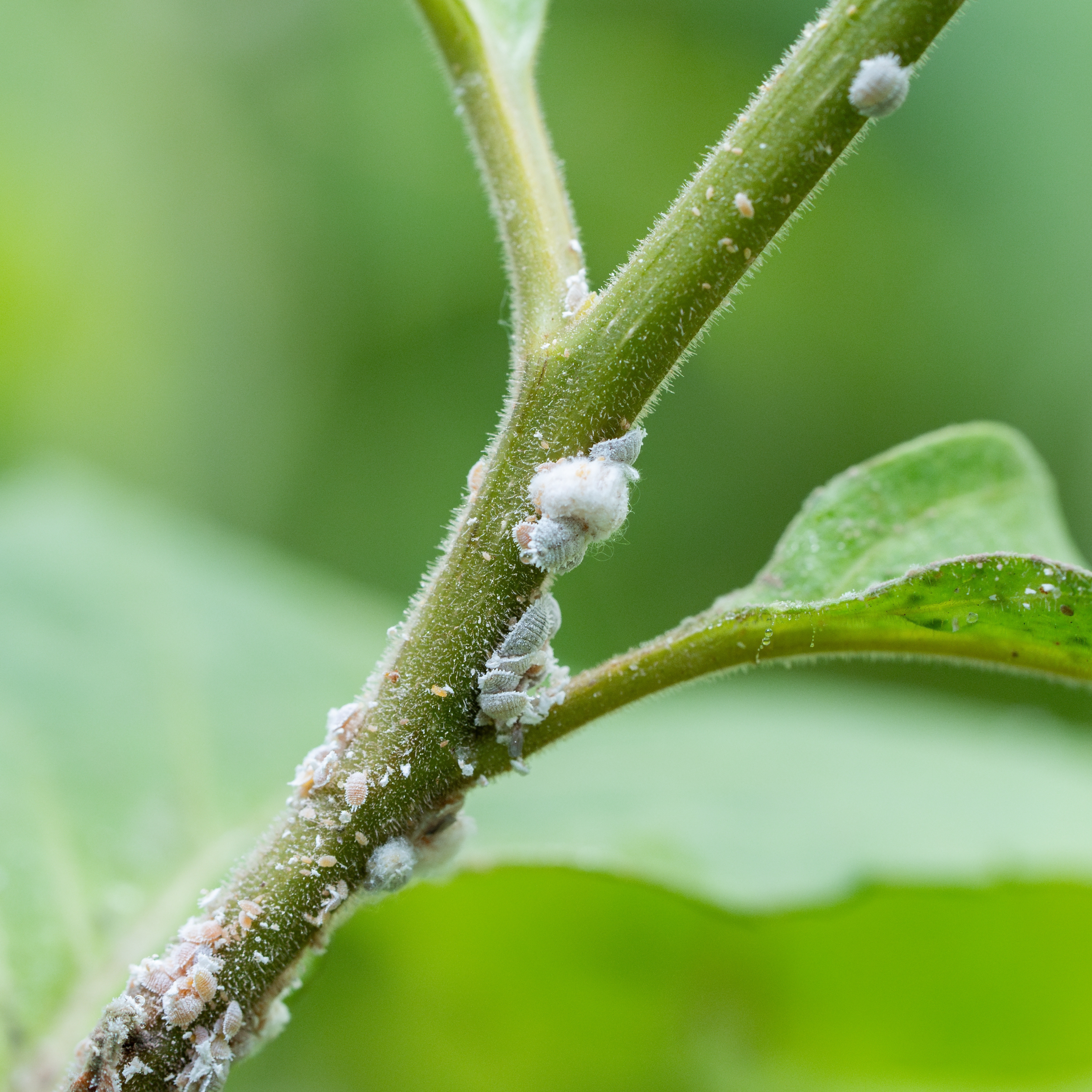Mealybugs clustered on plant stems and leaf joints, showing the white cotton-like deposits that are a common sign of infestation