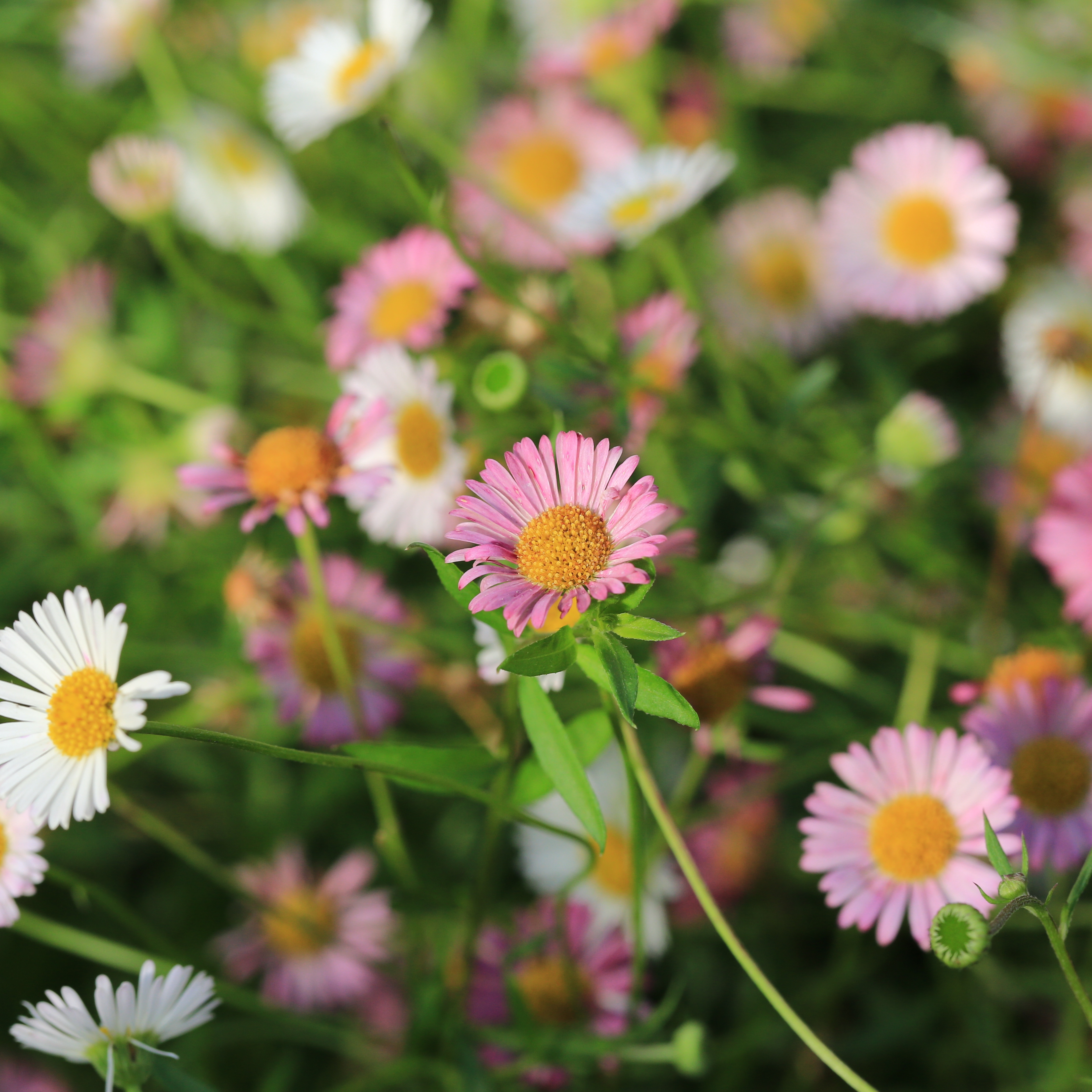 Close-up of Erigeron karvinskianus flowers with delicate white and soft pink daisy-like blooms