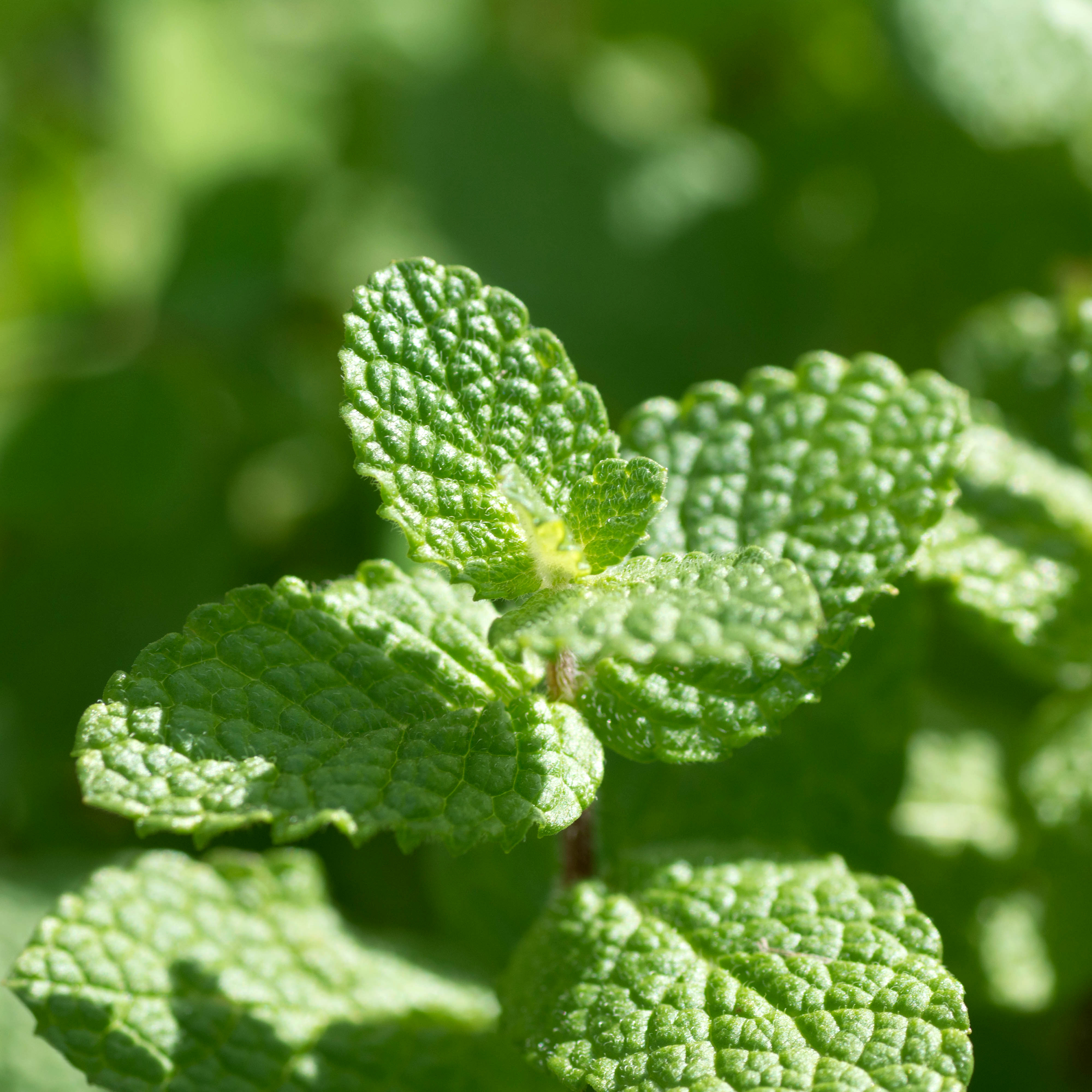 A close-up of mint. A culinary herb