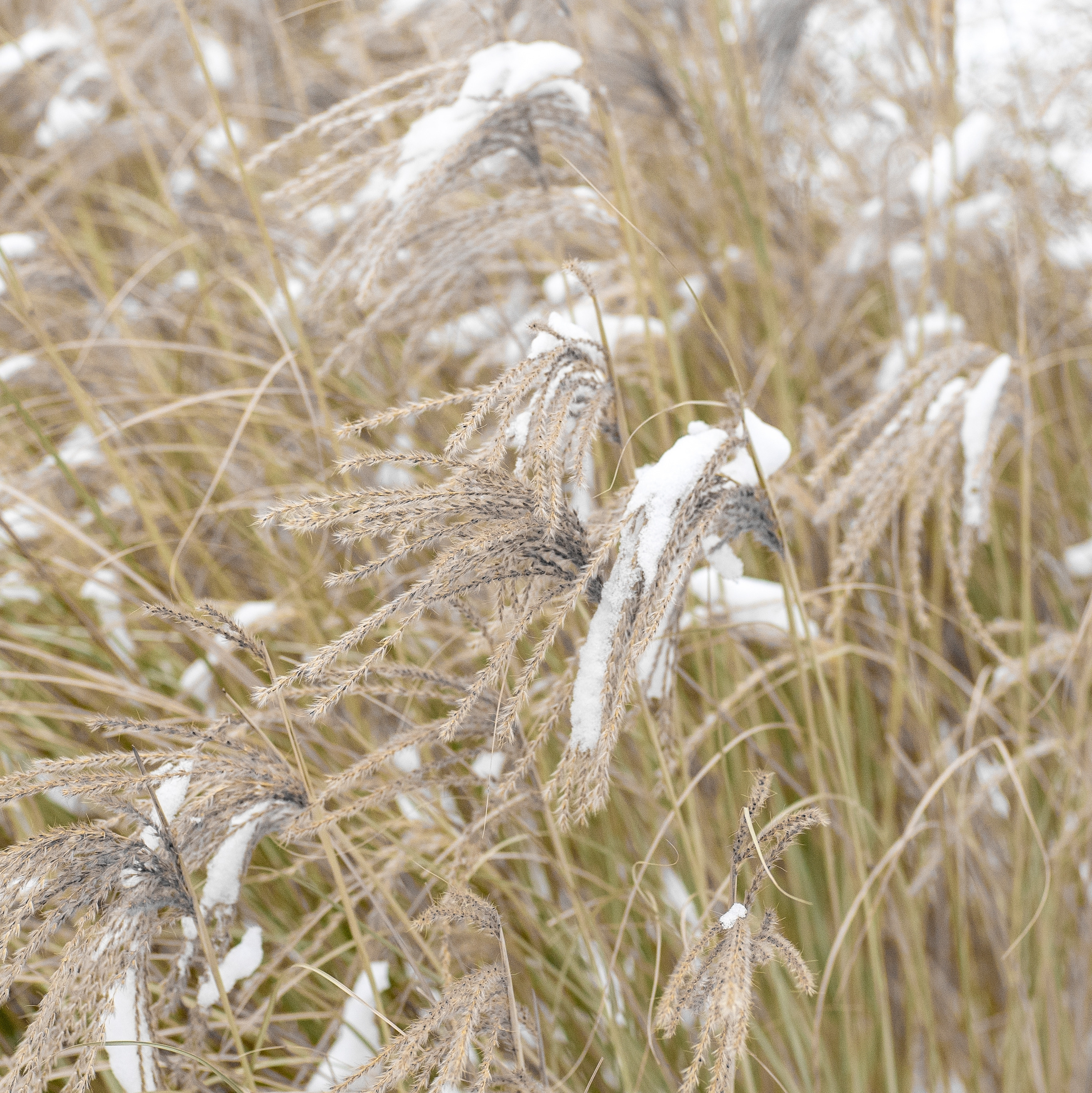 Frost-covered ornamental grasses wildlife-friendly winter garden landscape.