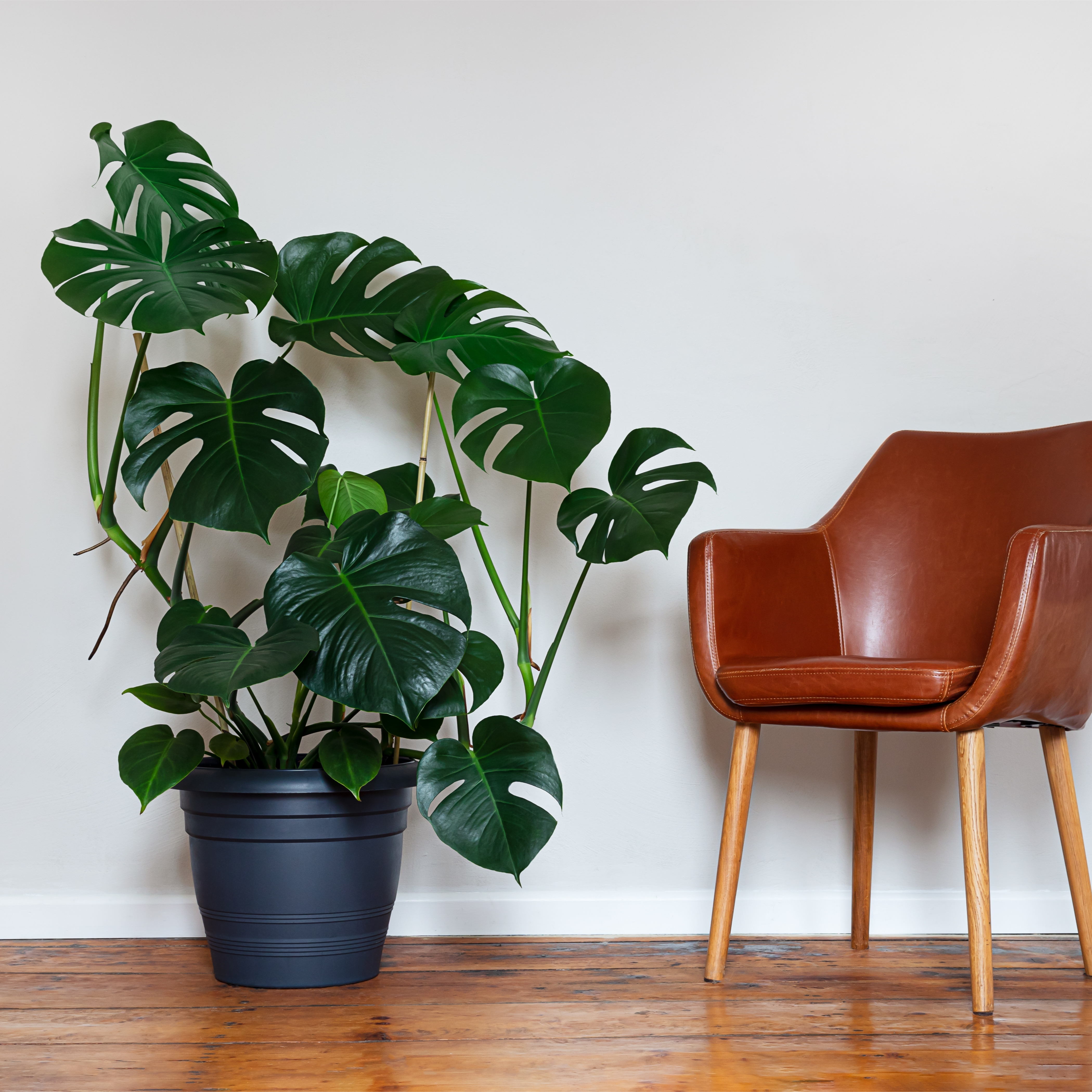 Healthy Monstera deliciosa growing indoors displaying its large glossy leaves with distinctive natural splits